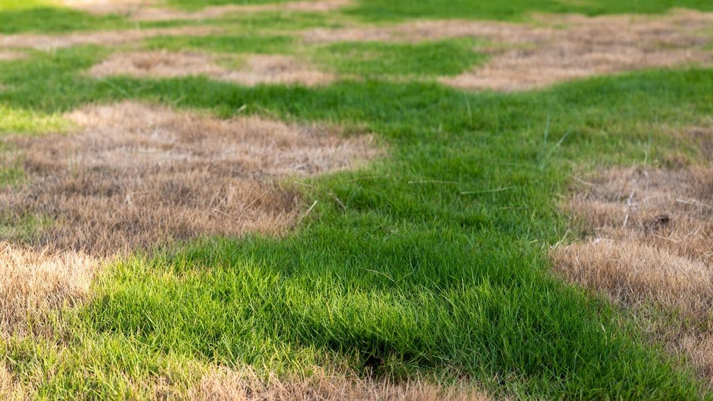 Brown Patches in Lawns: Causes, Identification & Solutions