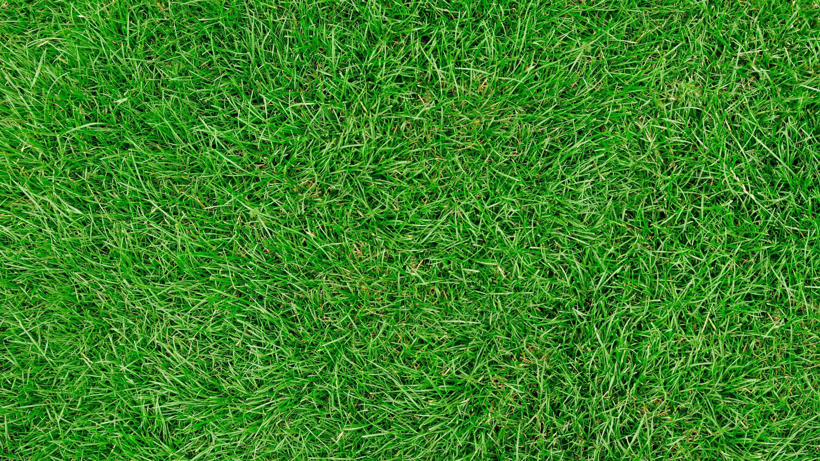 Close up of grass