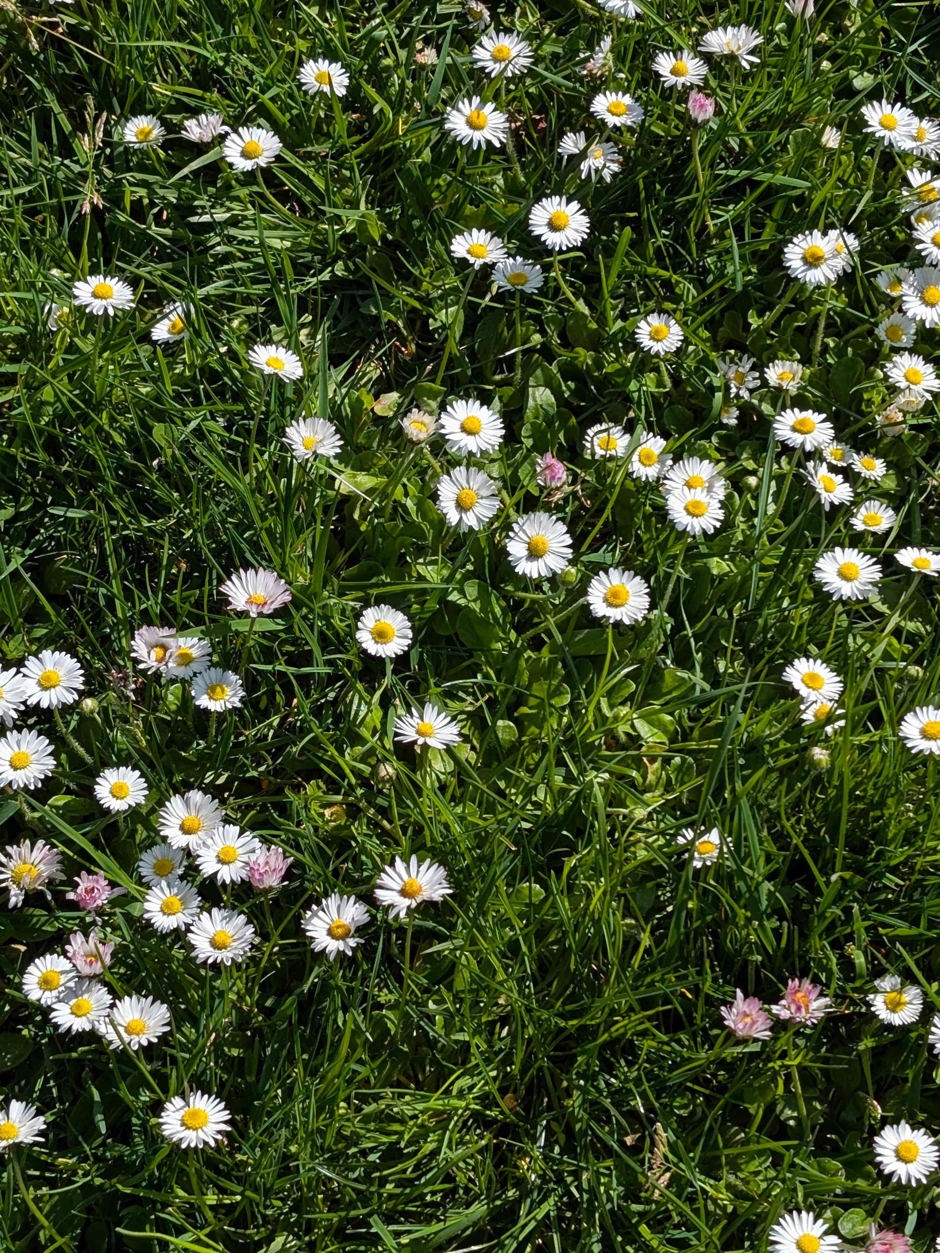 Image of daisies in a lawn