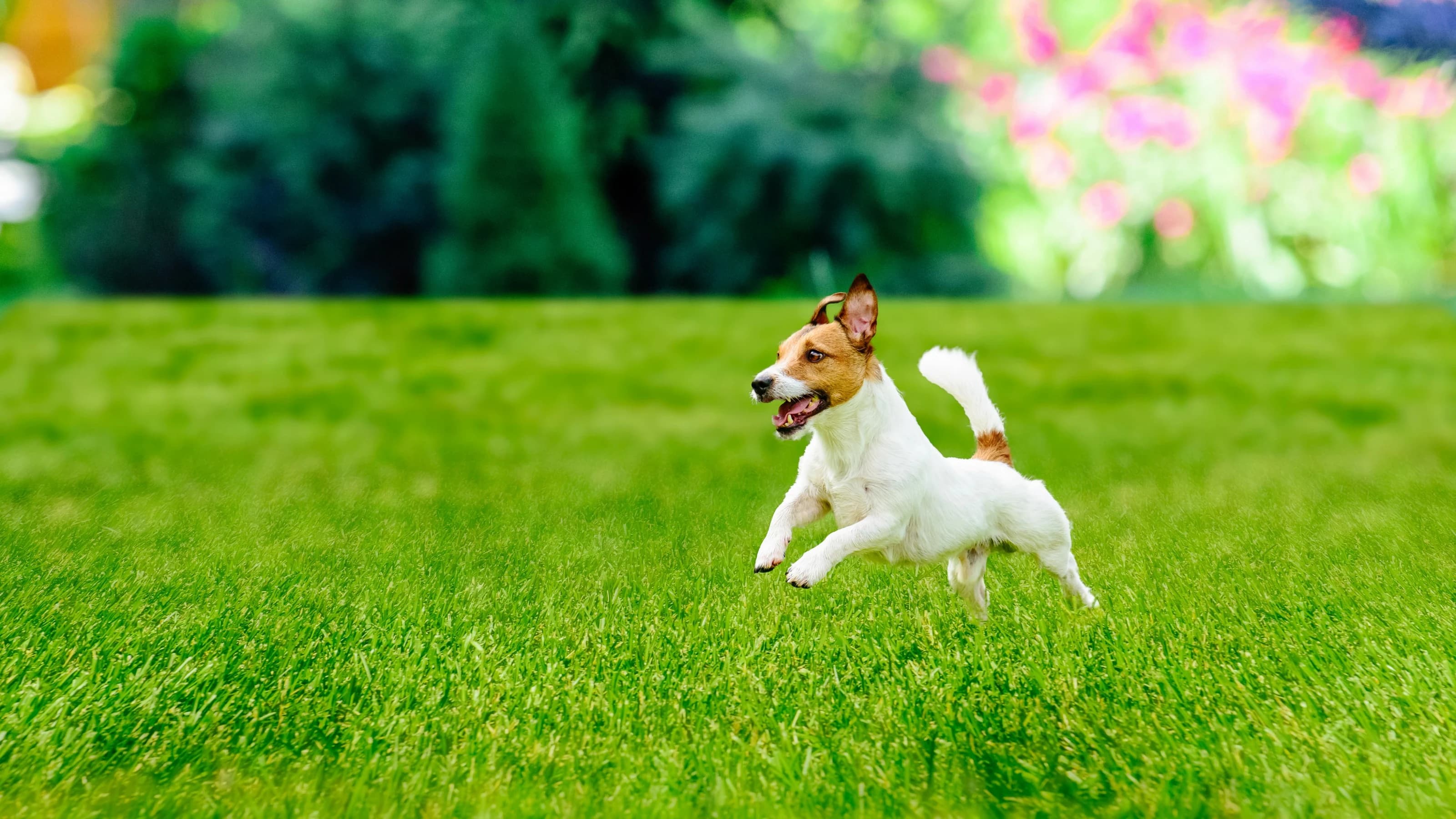 Dog running across a green lawn