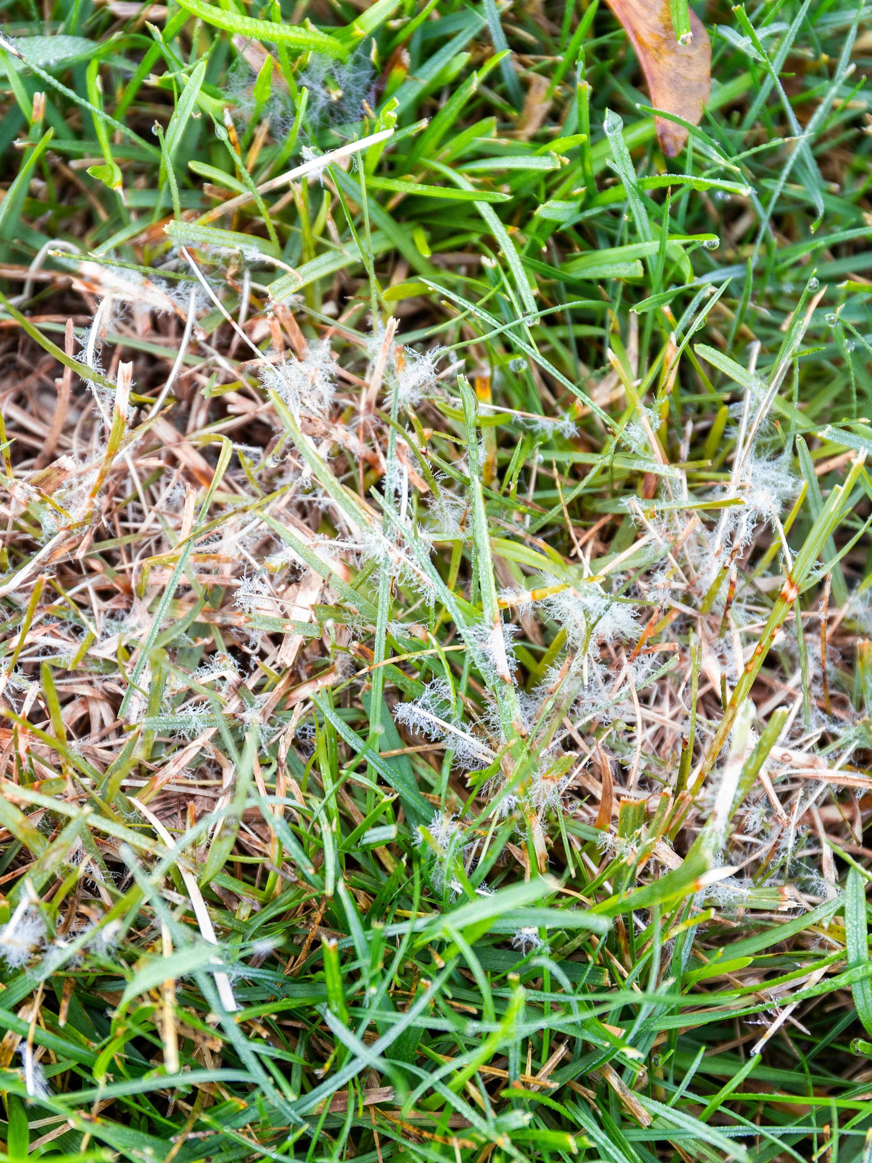 Close up of the lawn fungus dollar spot