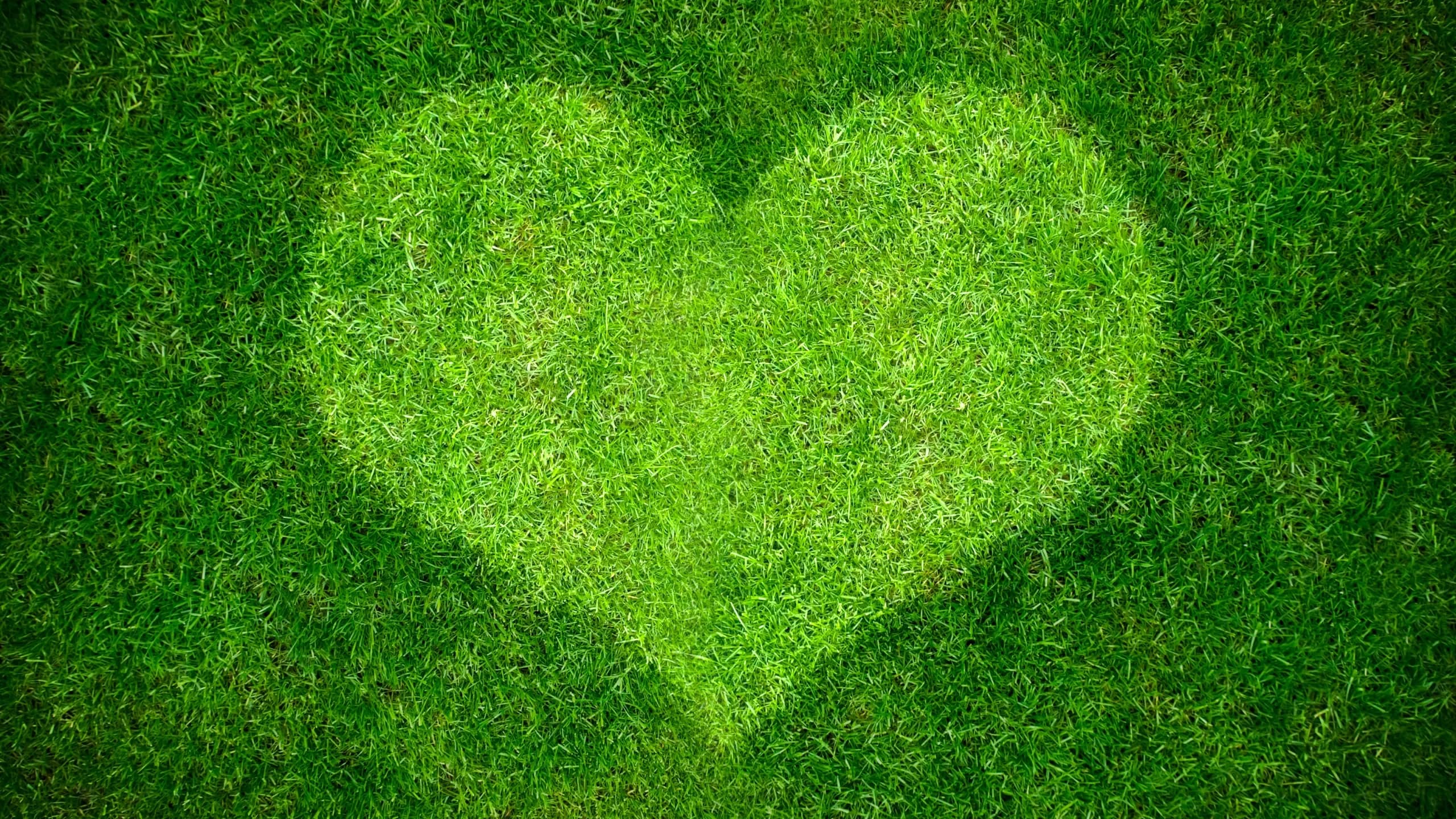 Heart shape in a lawn