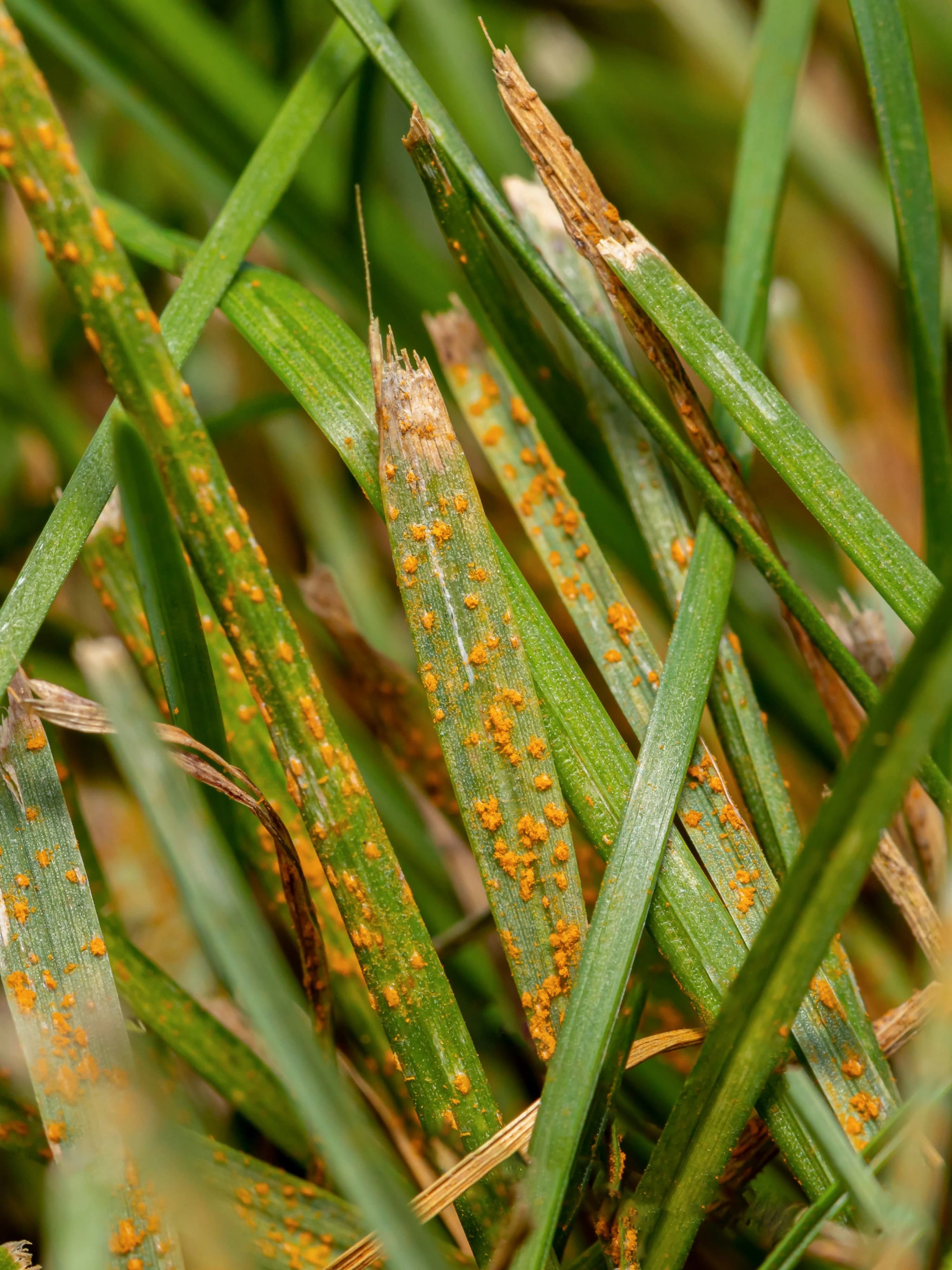 Close up of grass rust fungus on grass blade