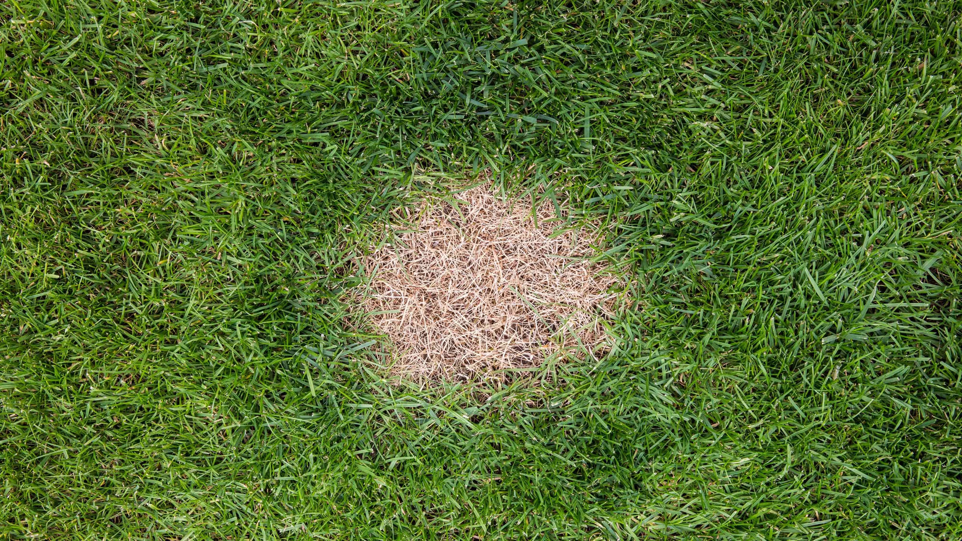A brown spot or dead patch of grass caused by excessive nitrogen in dog urine