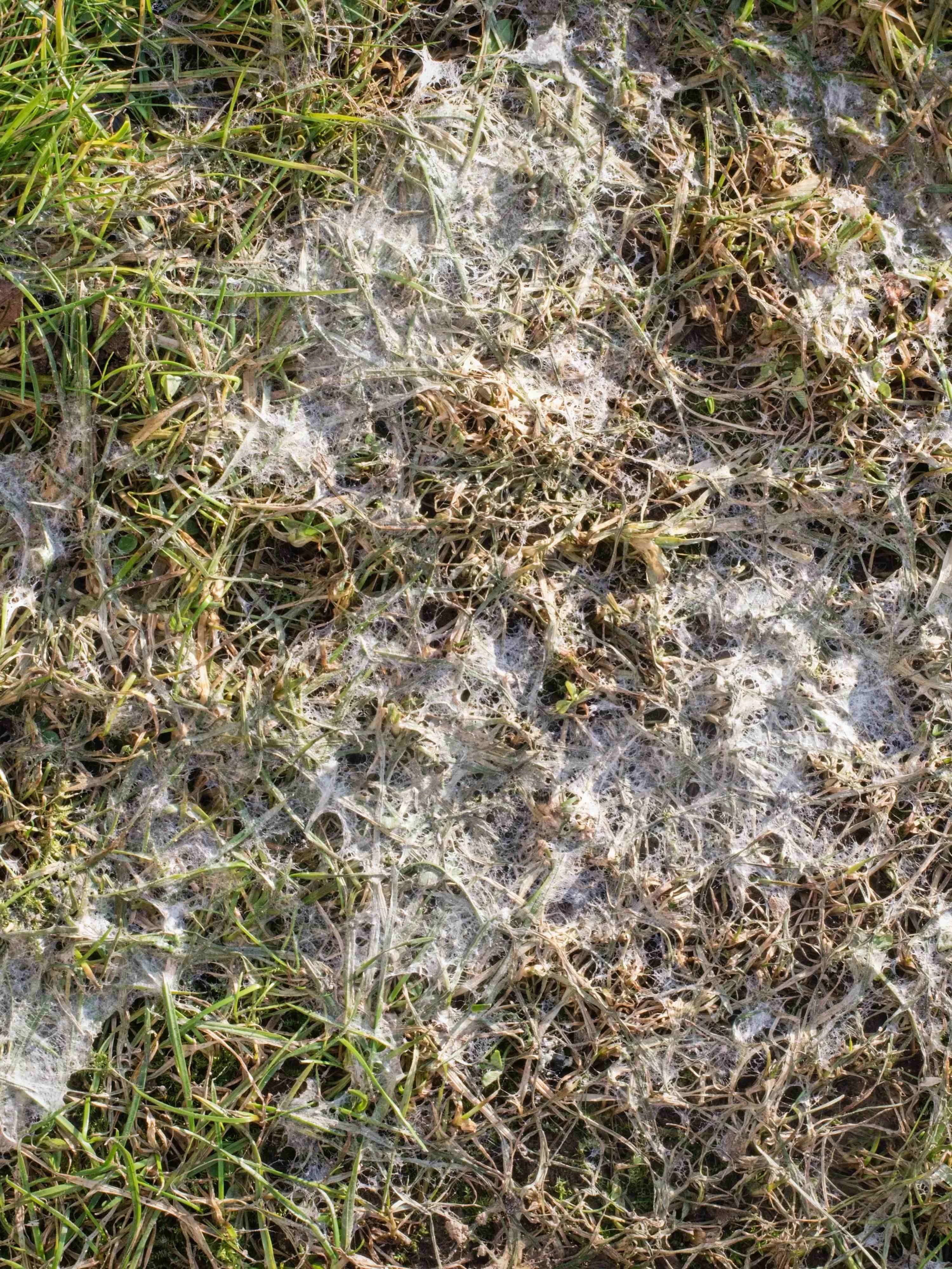 Image a fusarium lawn disease