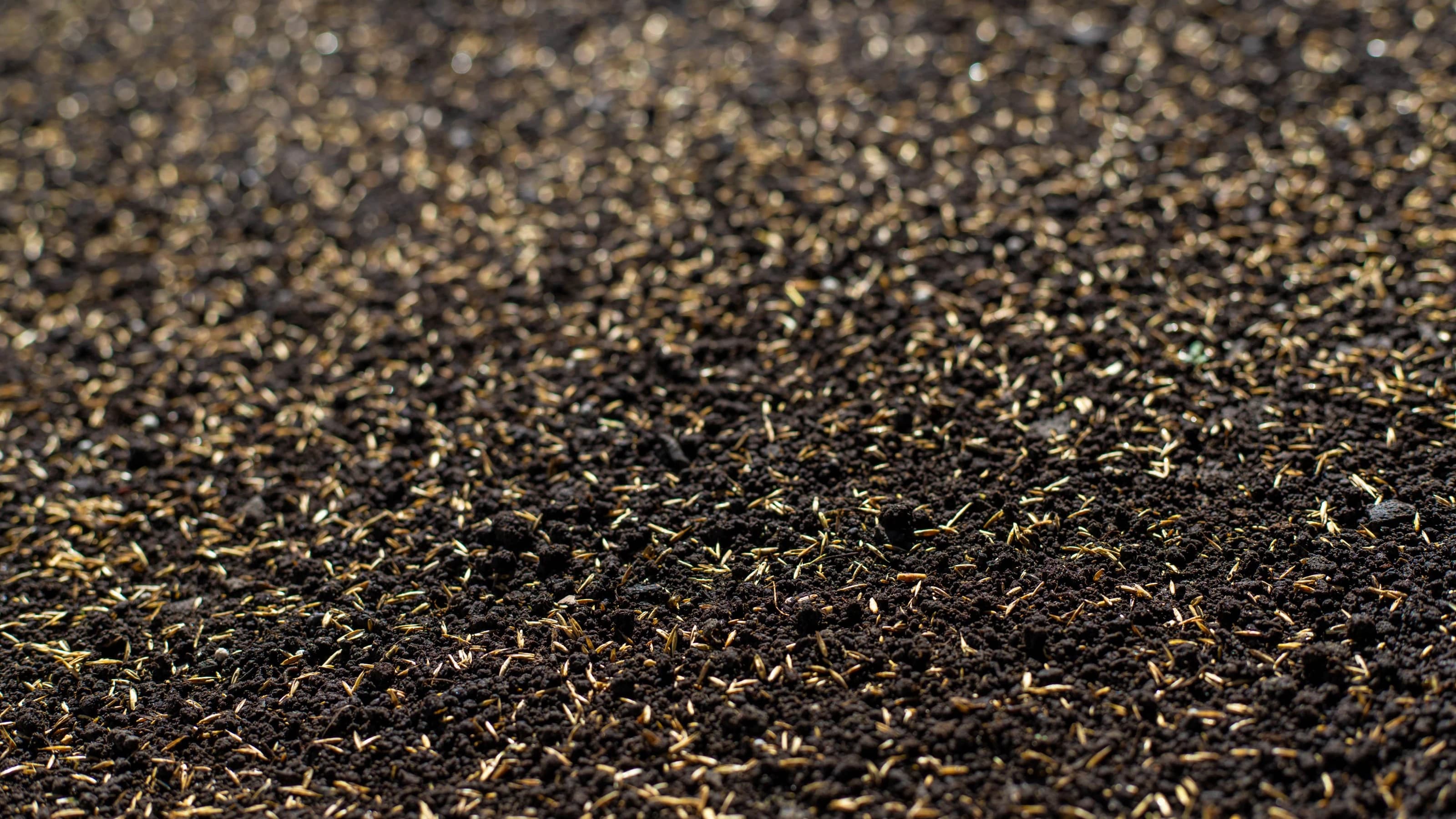 Bare soil seeded with grass seed