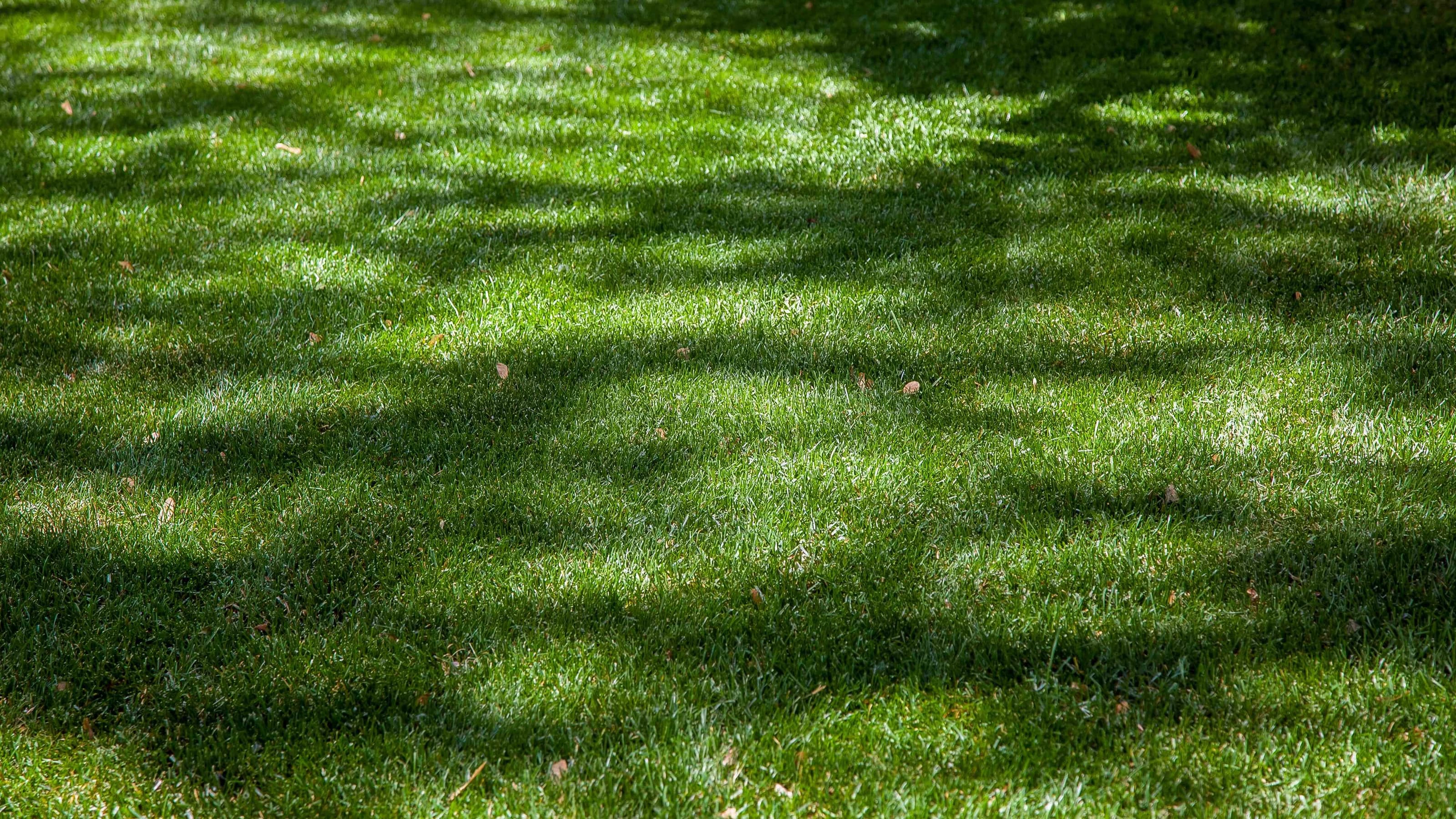 Green mowed lawn illuminated by sunlight with patches of shade from tree branches