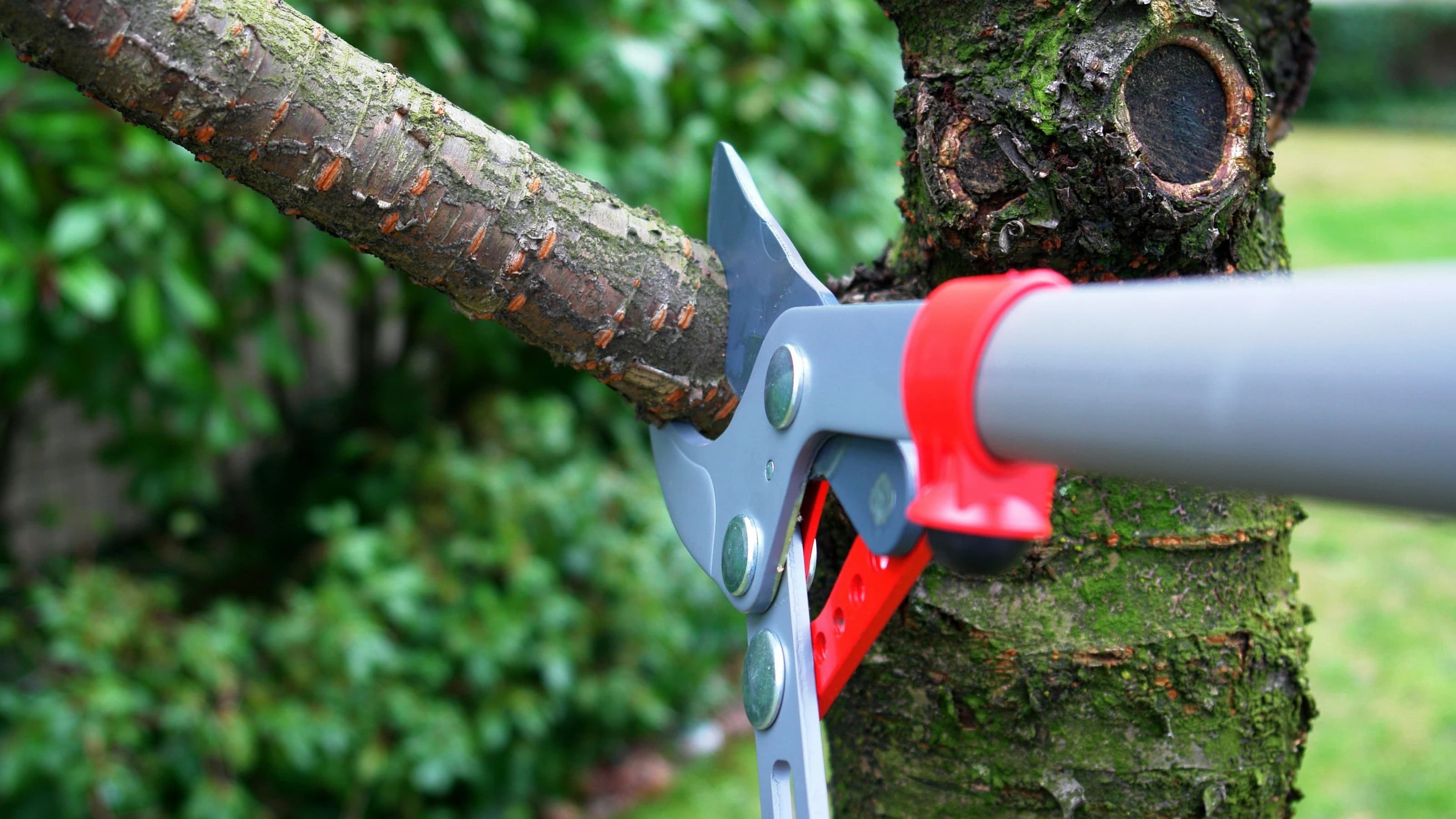 Image of loppers cutting a branch off of a tree