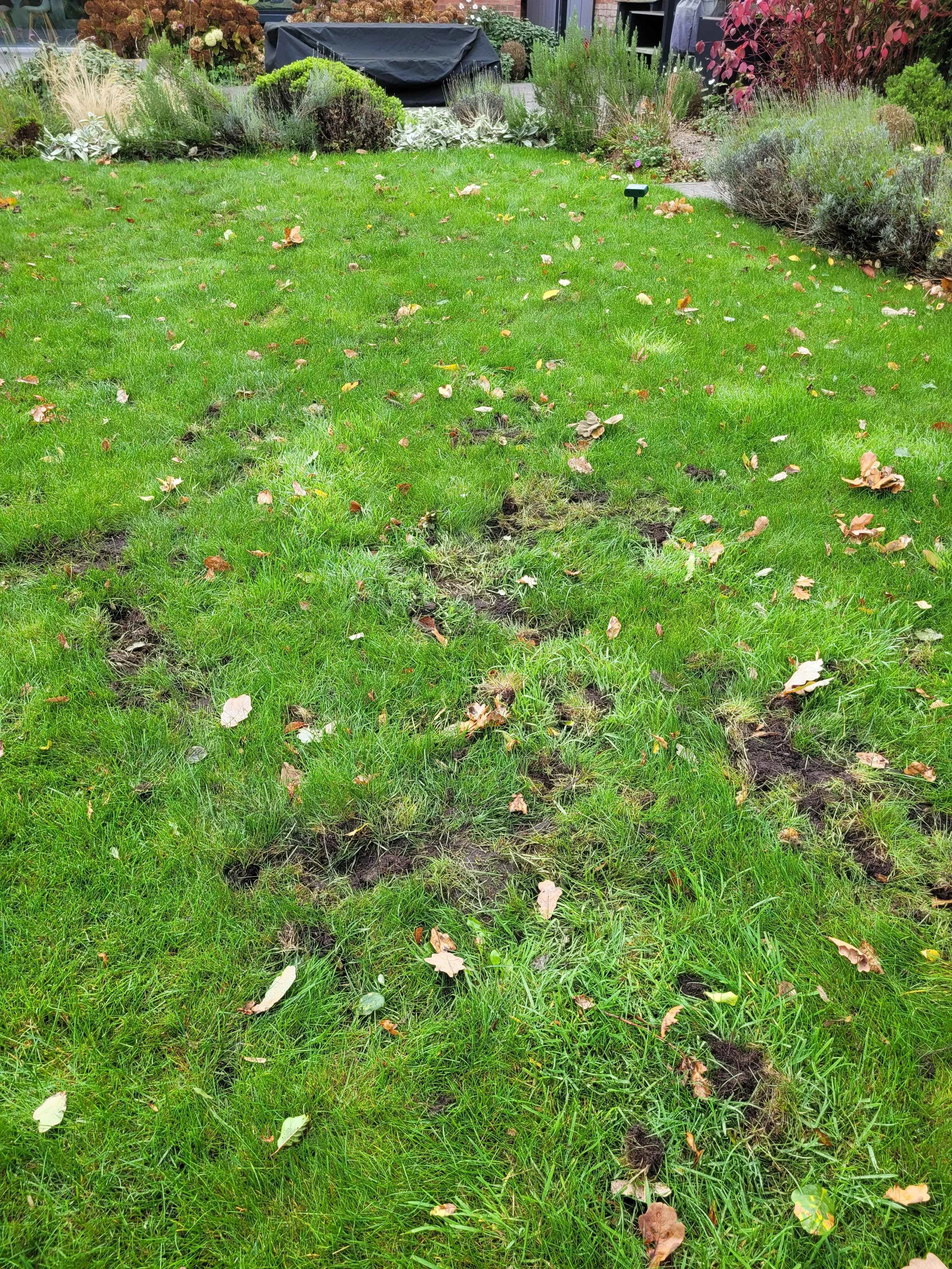 Lawn that has badger damage