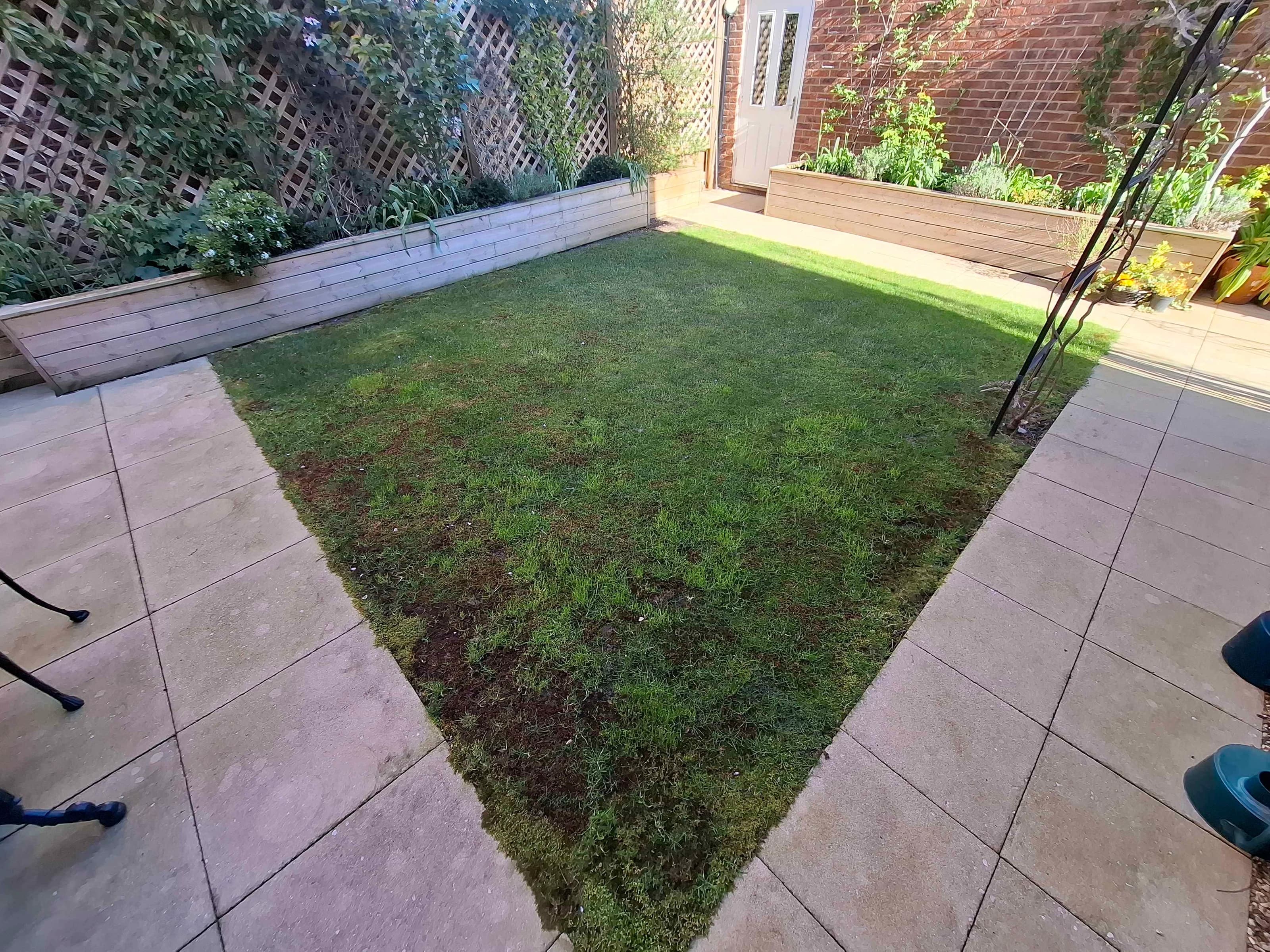Image of square lawn that is struggling with moss growth and sparse grass coverage