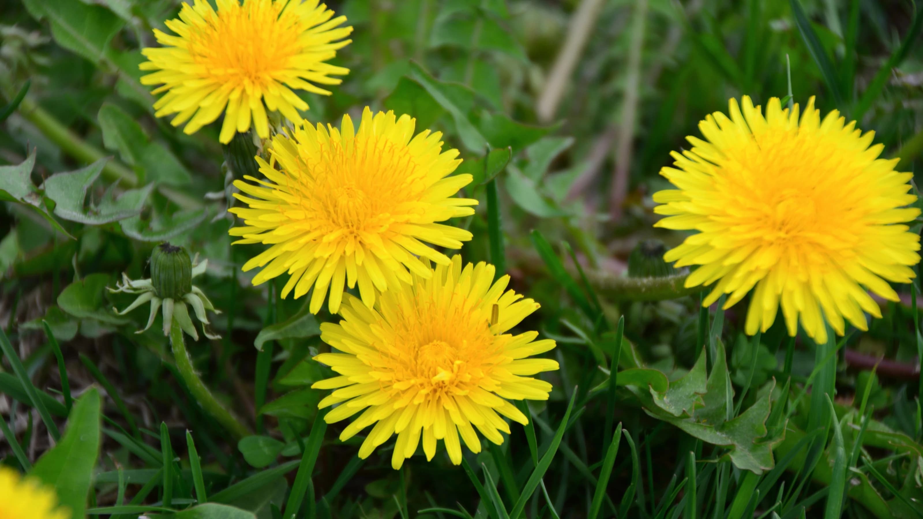 Vibrant Yellow Dandelions Blooming in Green Grass