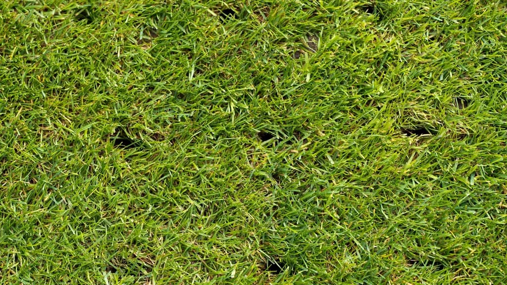 Compacted Soil: When & How to Aerate Your Lawn