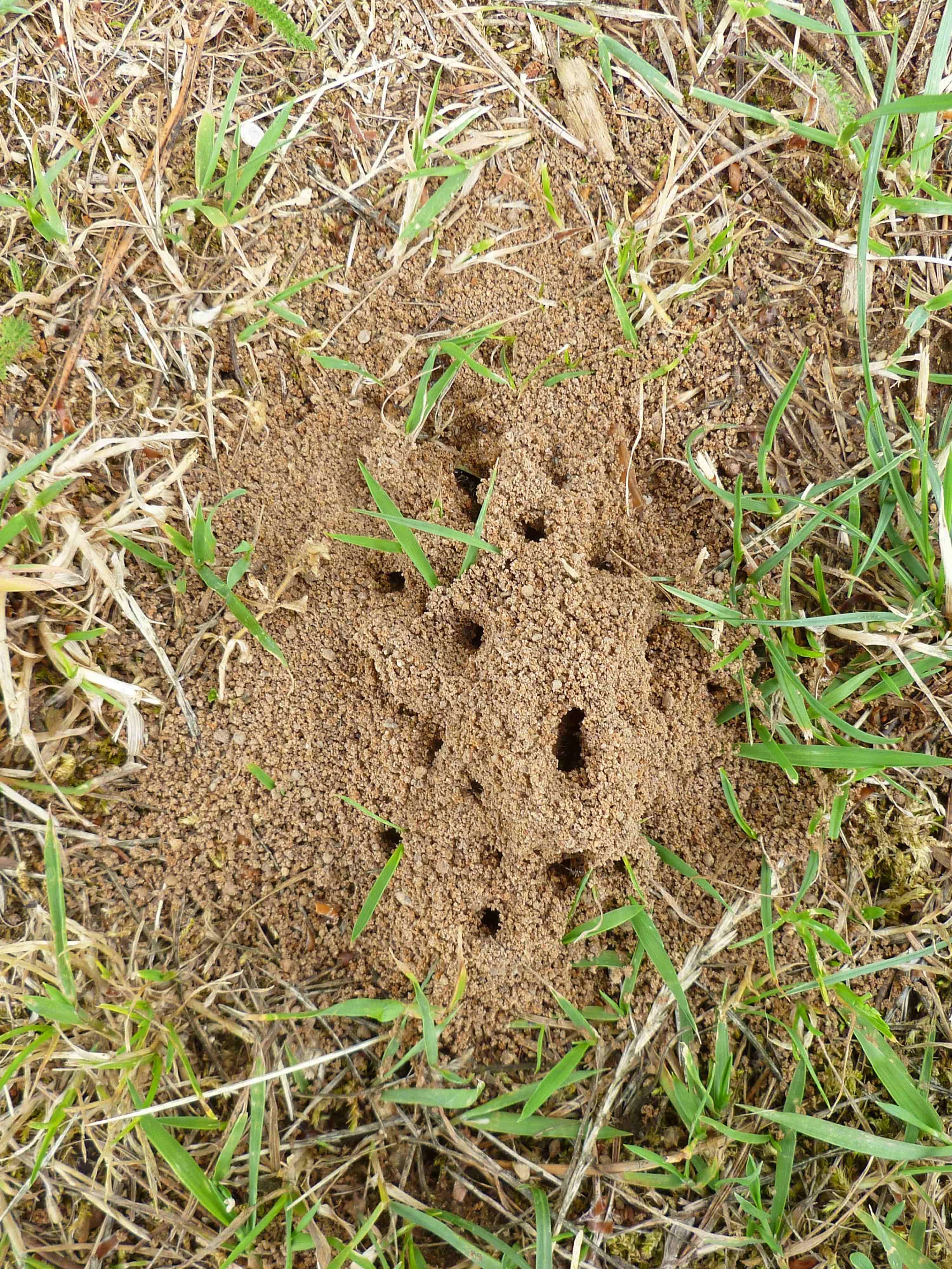 Image of an ants nest