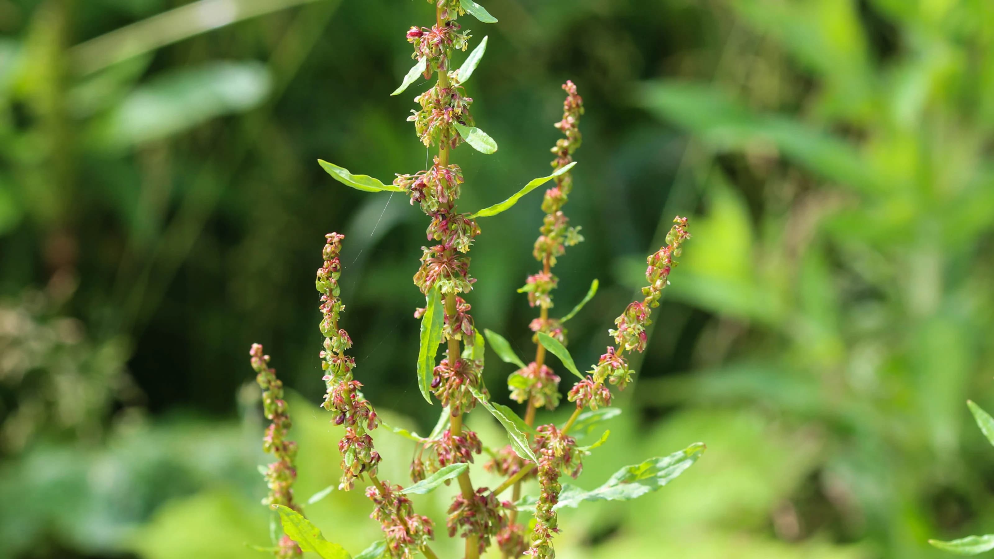 Close up image of the reddish flowers of the Broad Leaved Dock