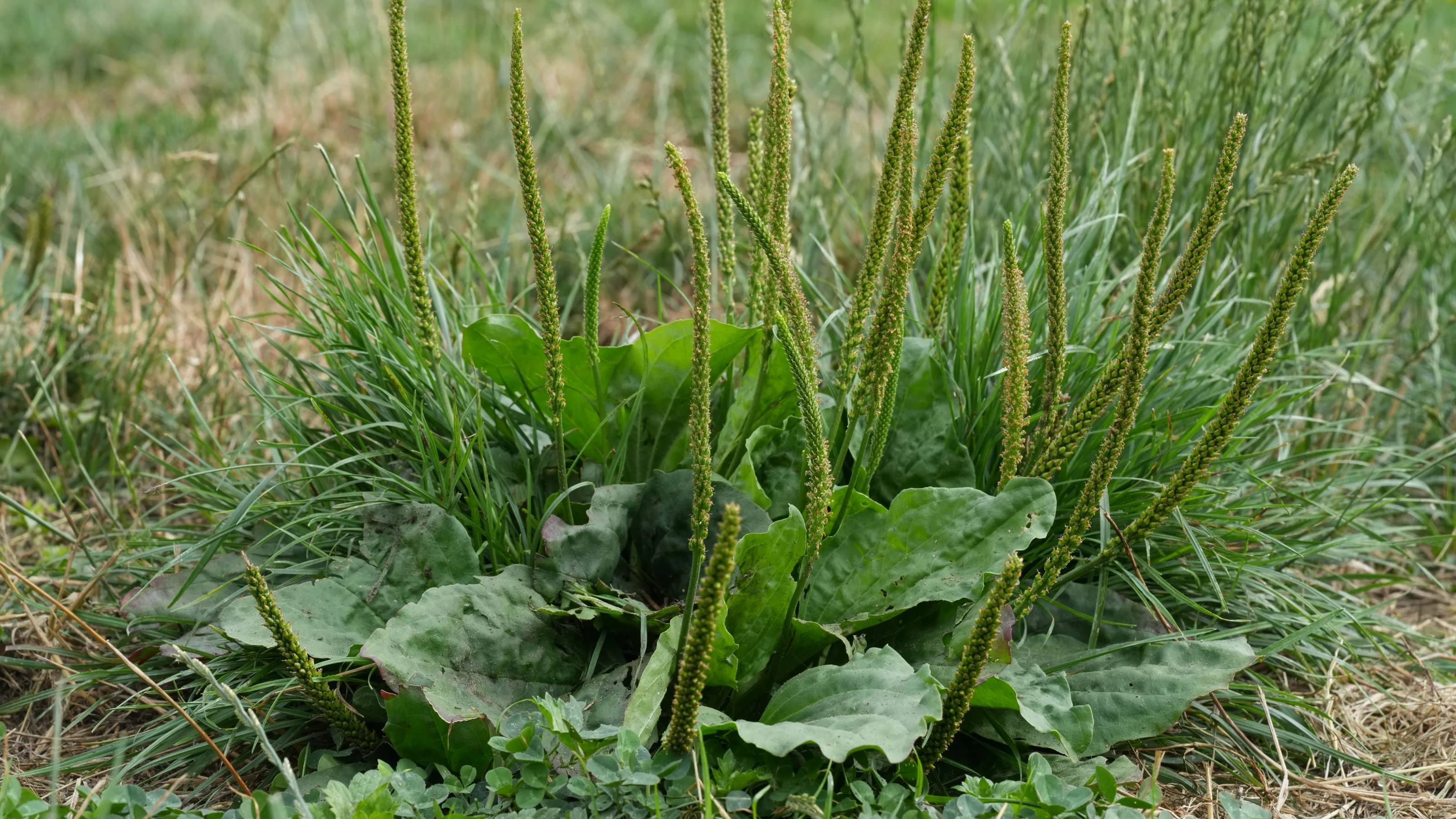 Plantain herbs thrive in a lush meadow, green ribbed leaves and tall slender spires reaching for sunlight in natural harmony.
