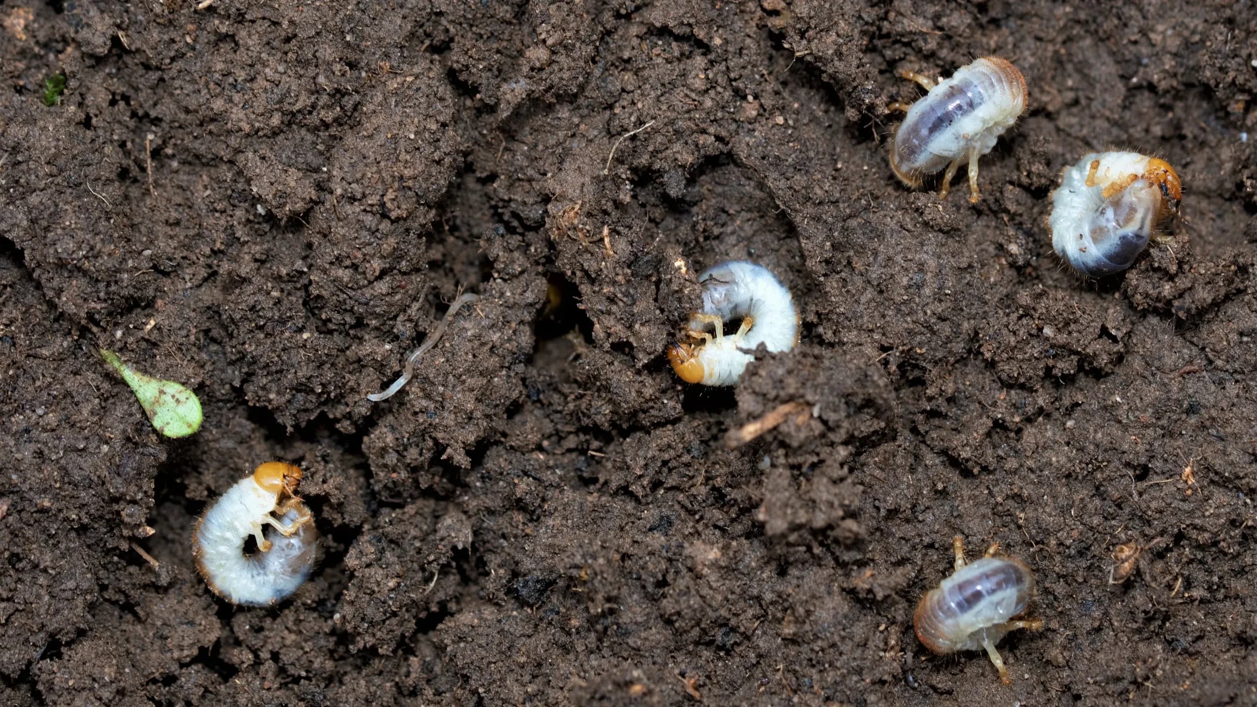 Image of chafer grubs in soil