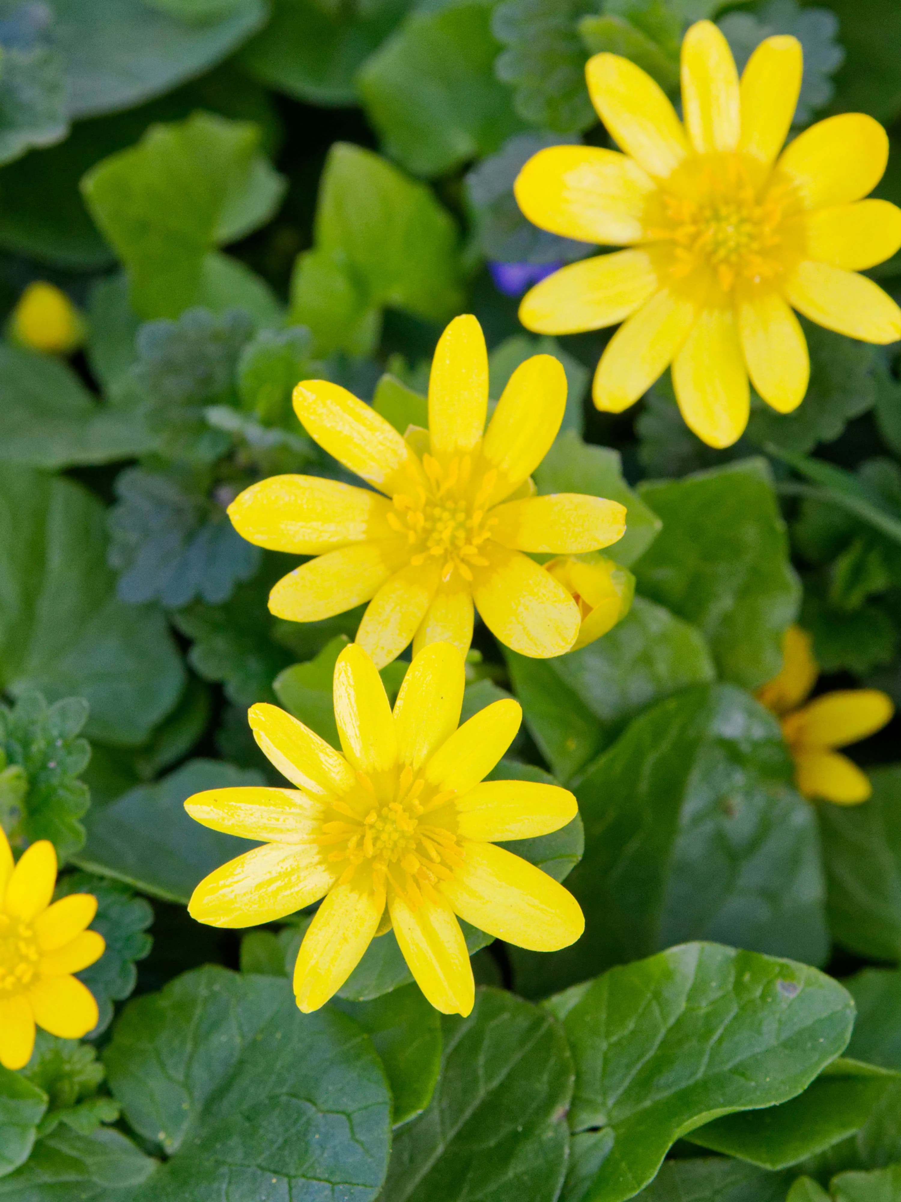 Close up image of the waxy, yellow flowers of lesser celandine