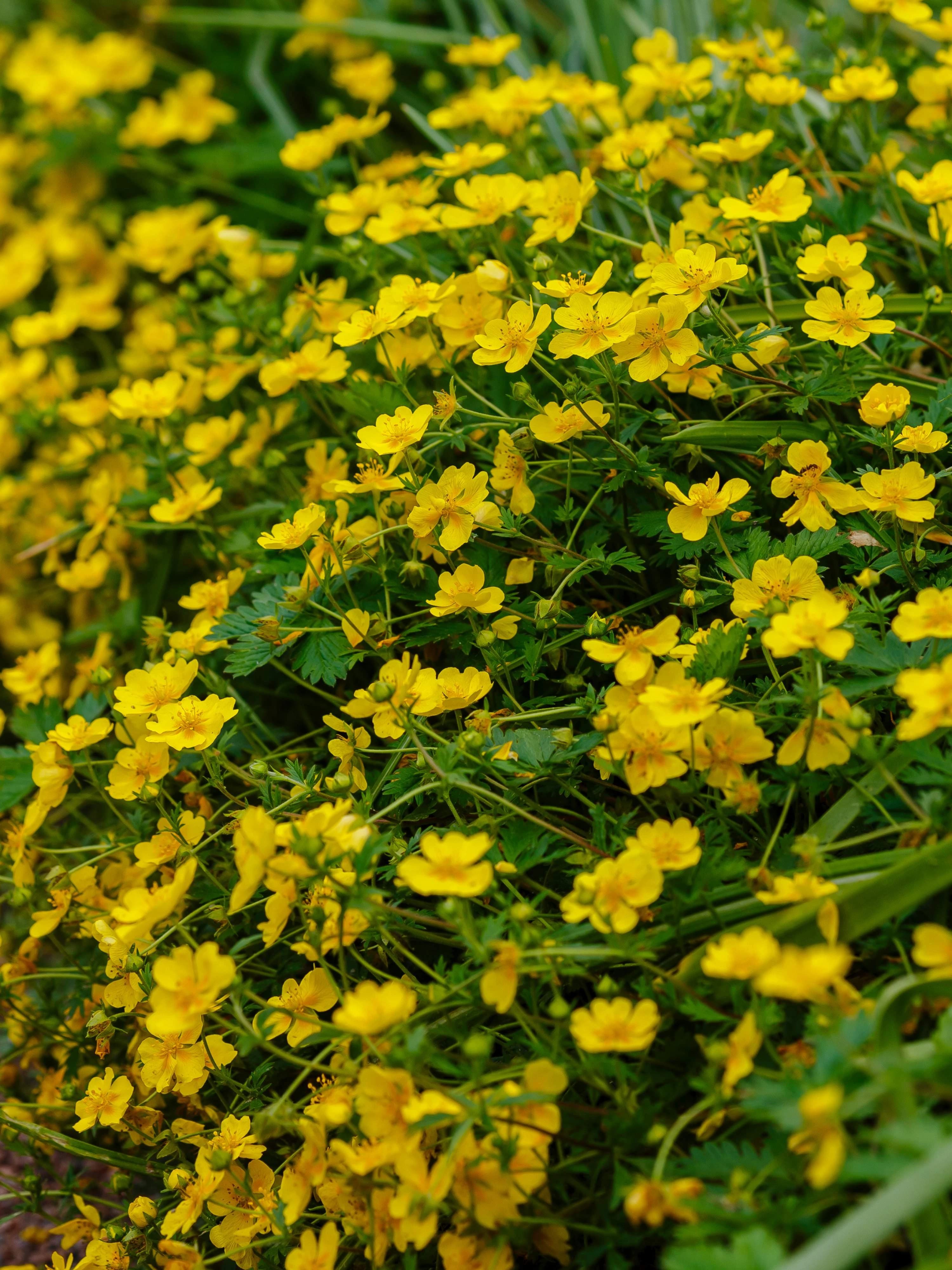 Close up image of the yellow flowers of creeping cinquefoil
