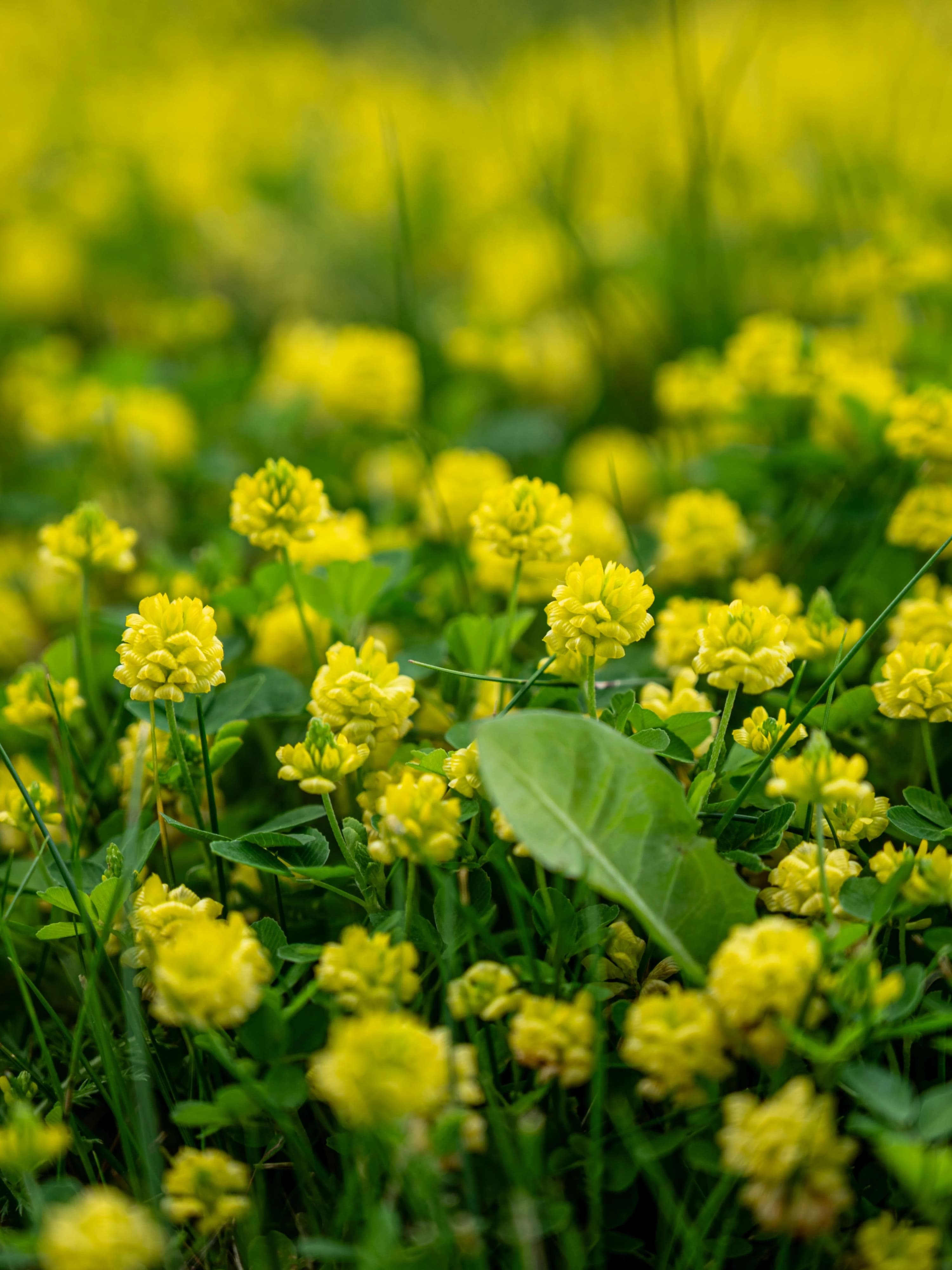 Close up image of the yellow flowerheads of lesser trefoil