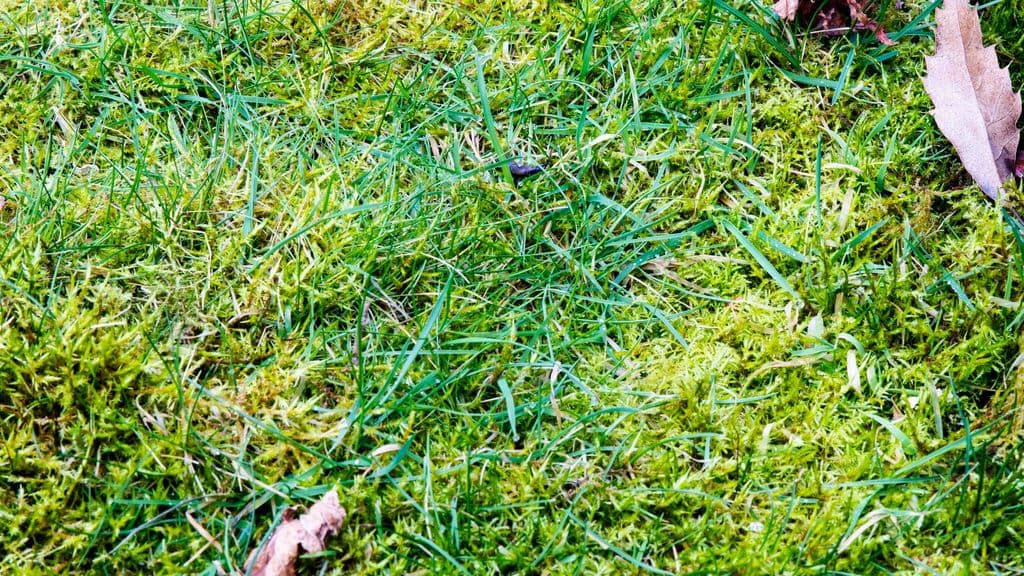 Moss in Lawns: Prevention & Removal Guide