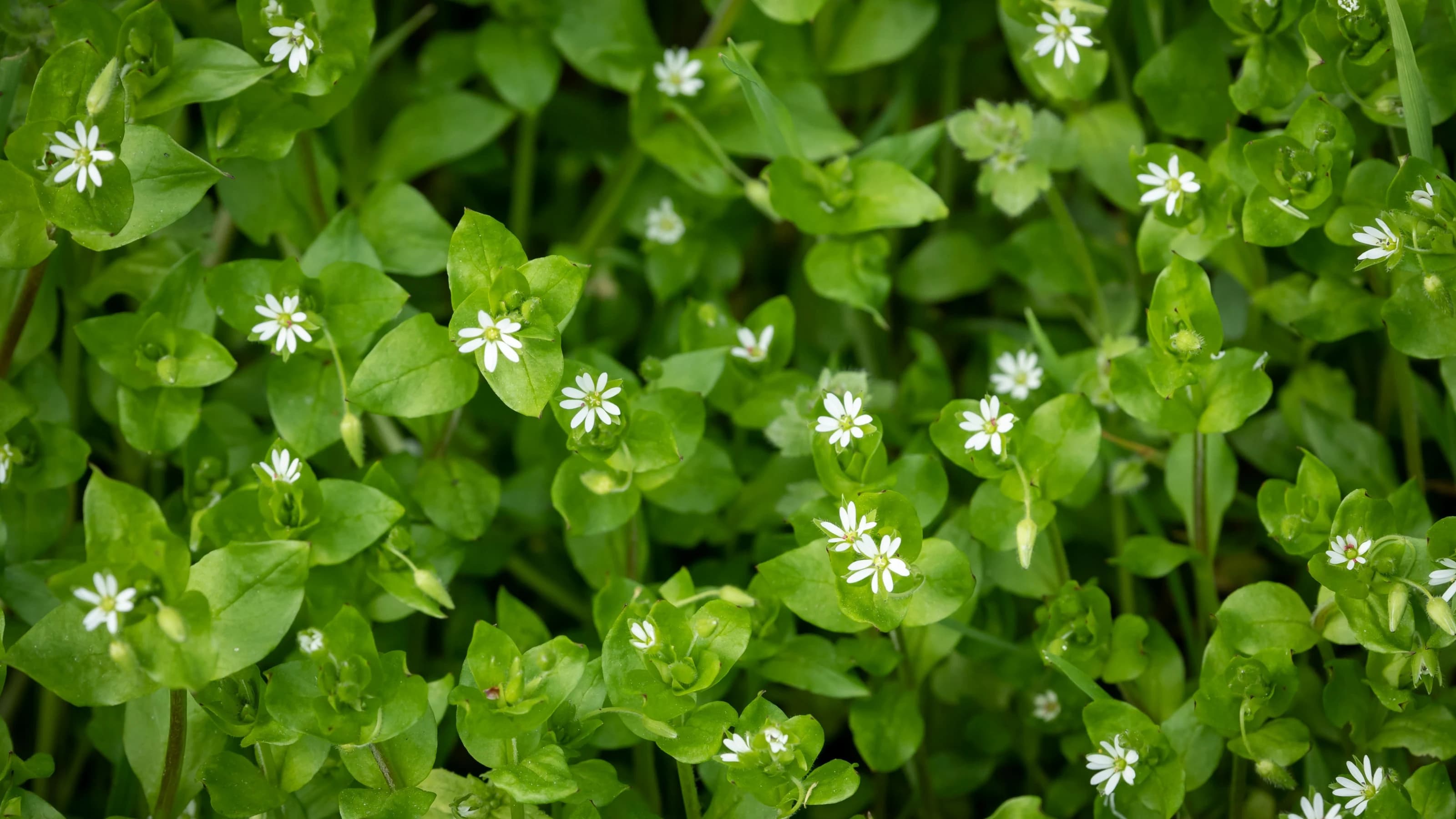 A group of common chickweed with small white blossoms