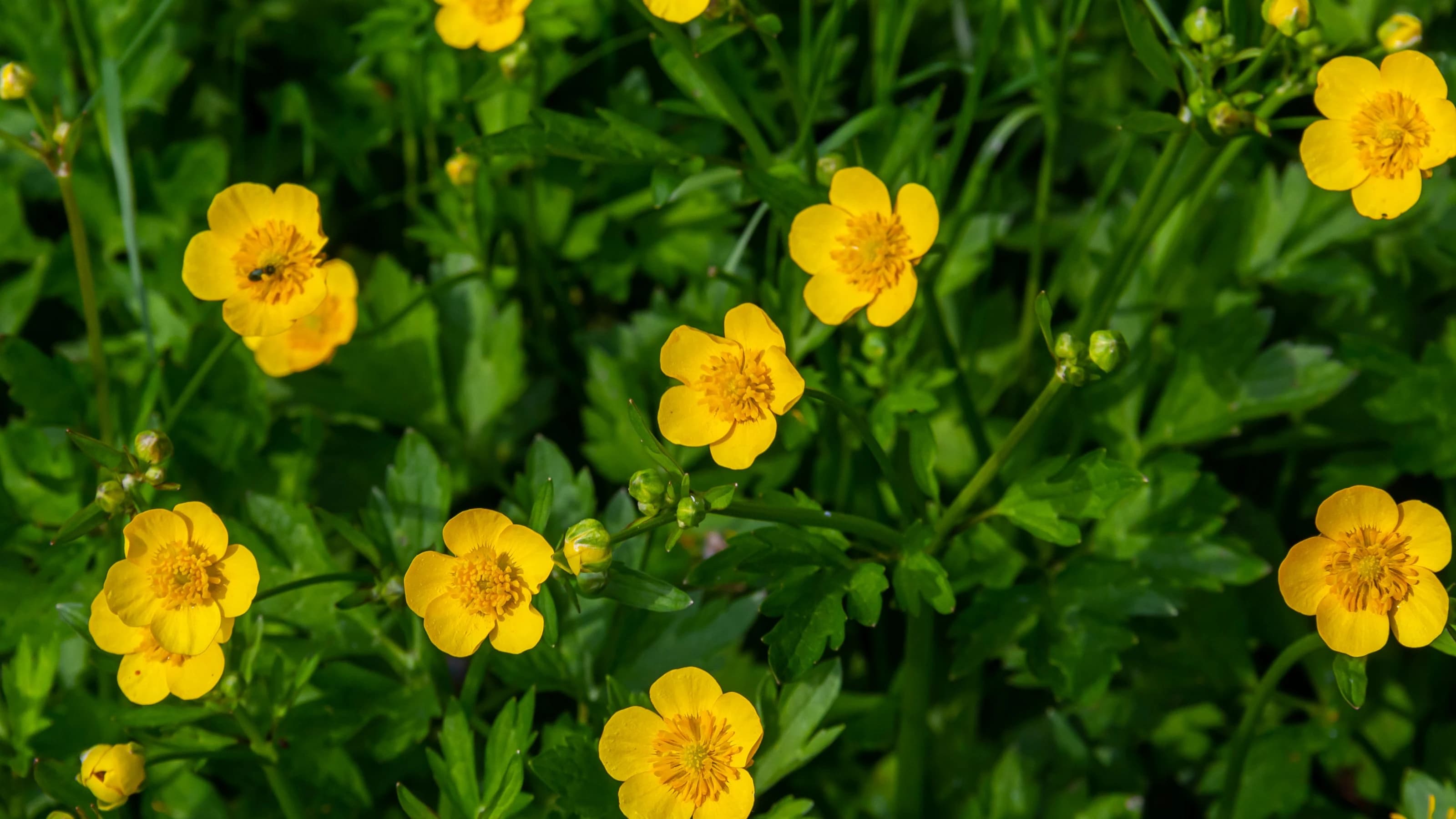 Close-up of Ranunculus repens, the creeping buttercup, is a flowering plant in the buttercup family Ranunculaceae, in the garden