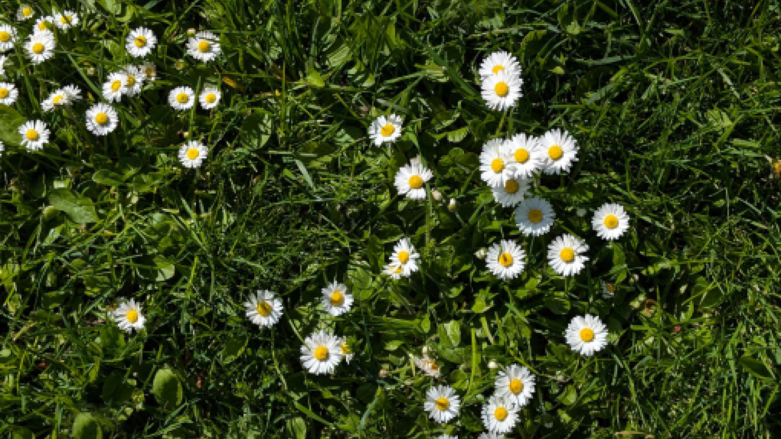 Cluster of English Daisies (Bellis perennis) nestled in a patch of bright green lawn grass