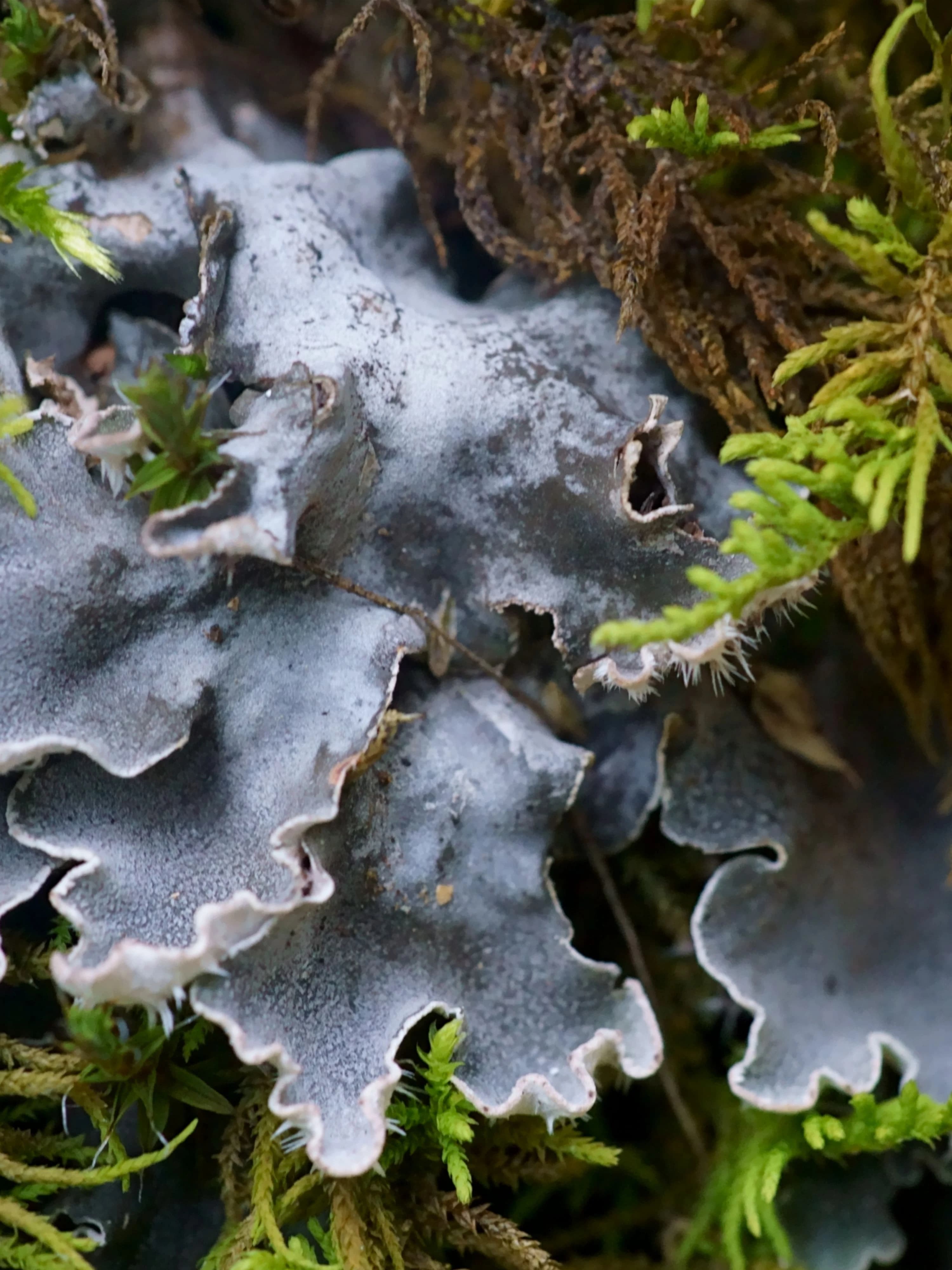 Close up of the grey-black leafy appearance of Dog Lichen