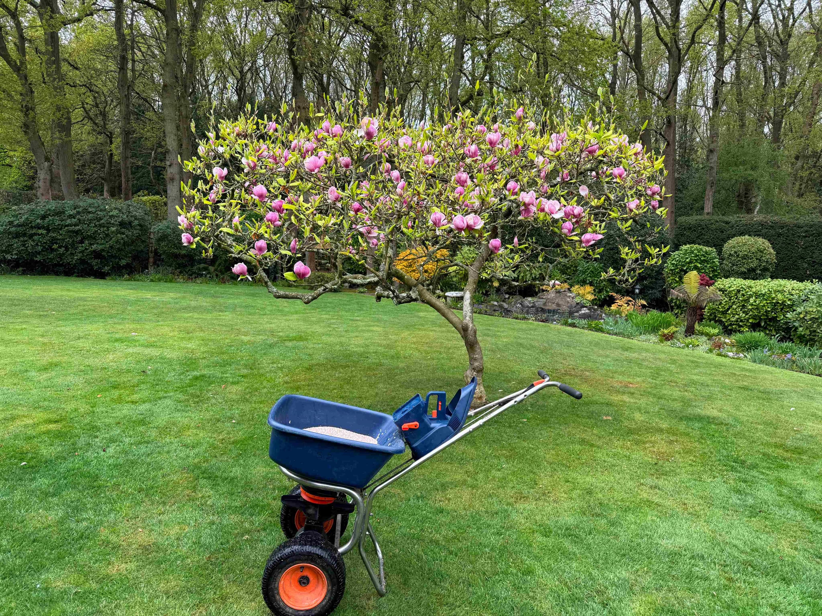 Fertiliser spreader on a lawn, in front of a blossoming tree during spring