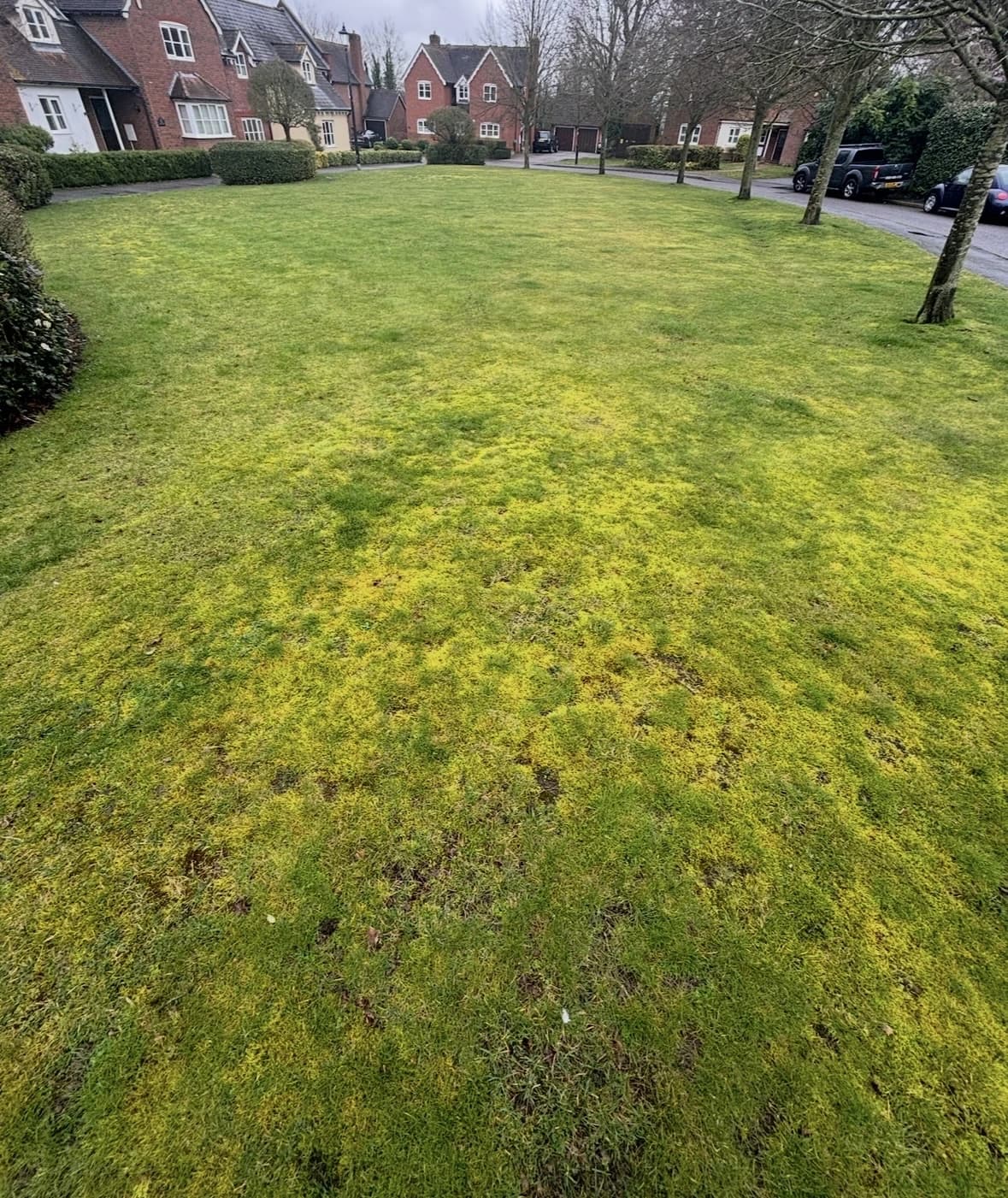 Moss filled lawn in Ongar