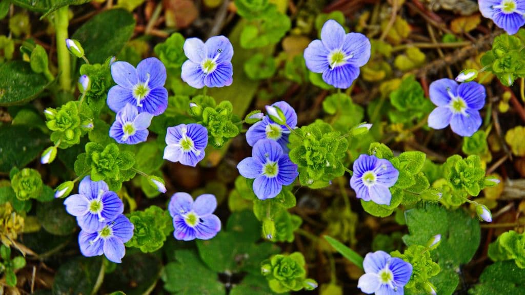 Common Weeds with Blue Flowers: Lawn Care Tips