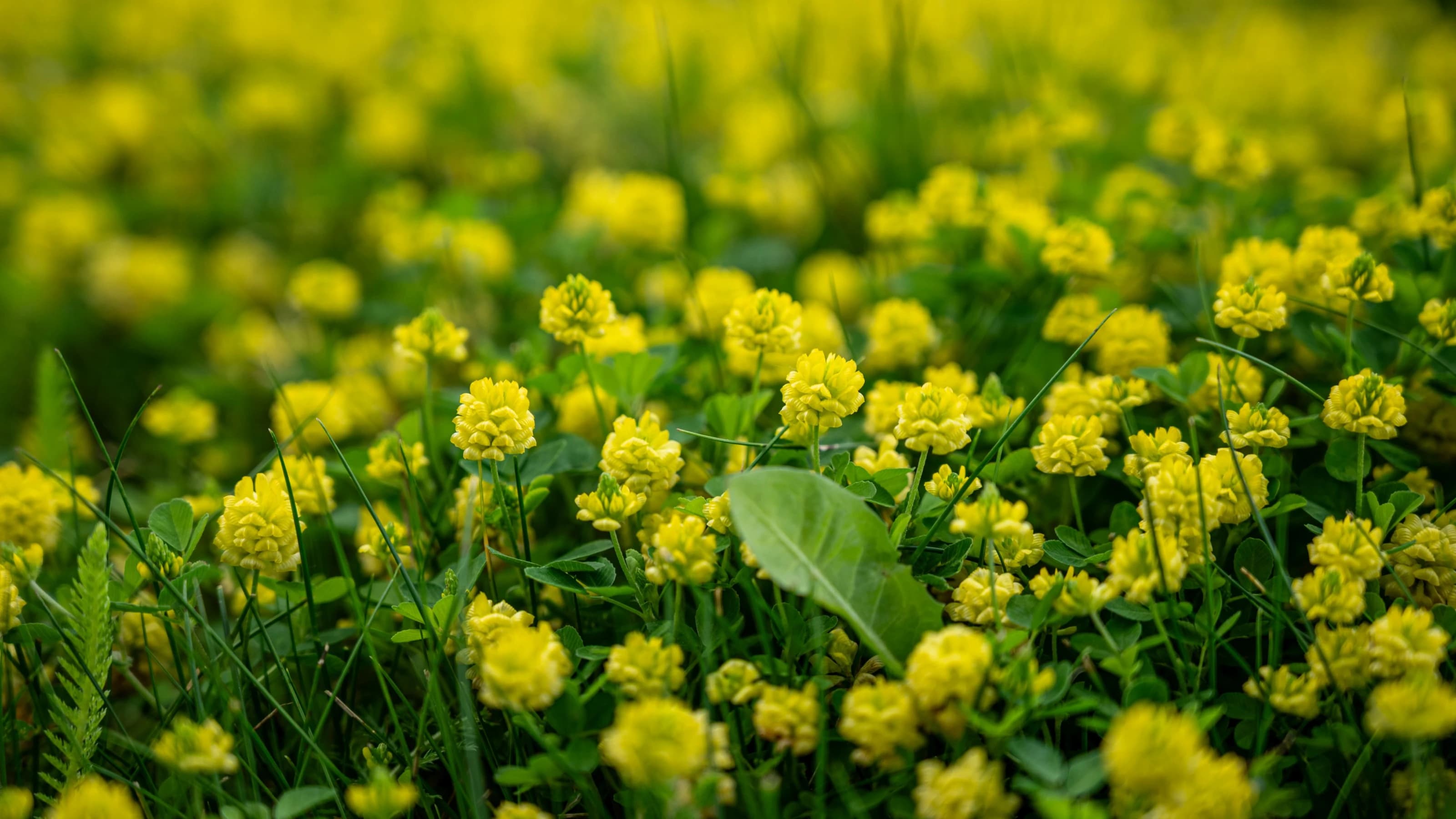 Dense patch of Trifolium dubium (lesser trefoil), featuring small, bright yellow flowers.