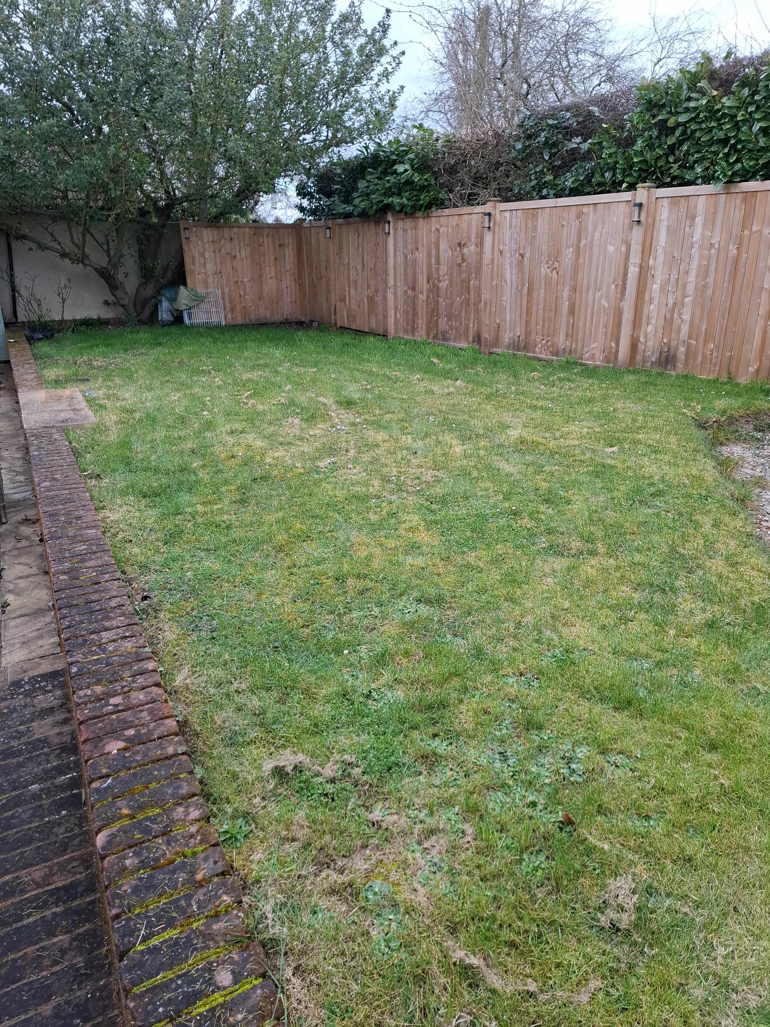 Lawn that is filled with moss and weeds in Chelmsford