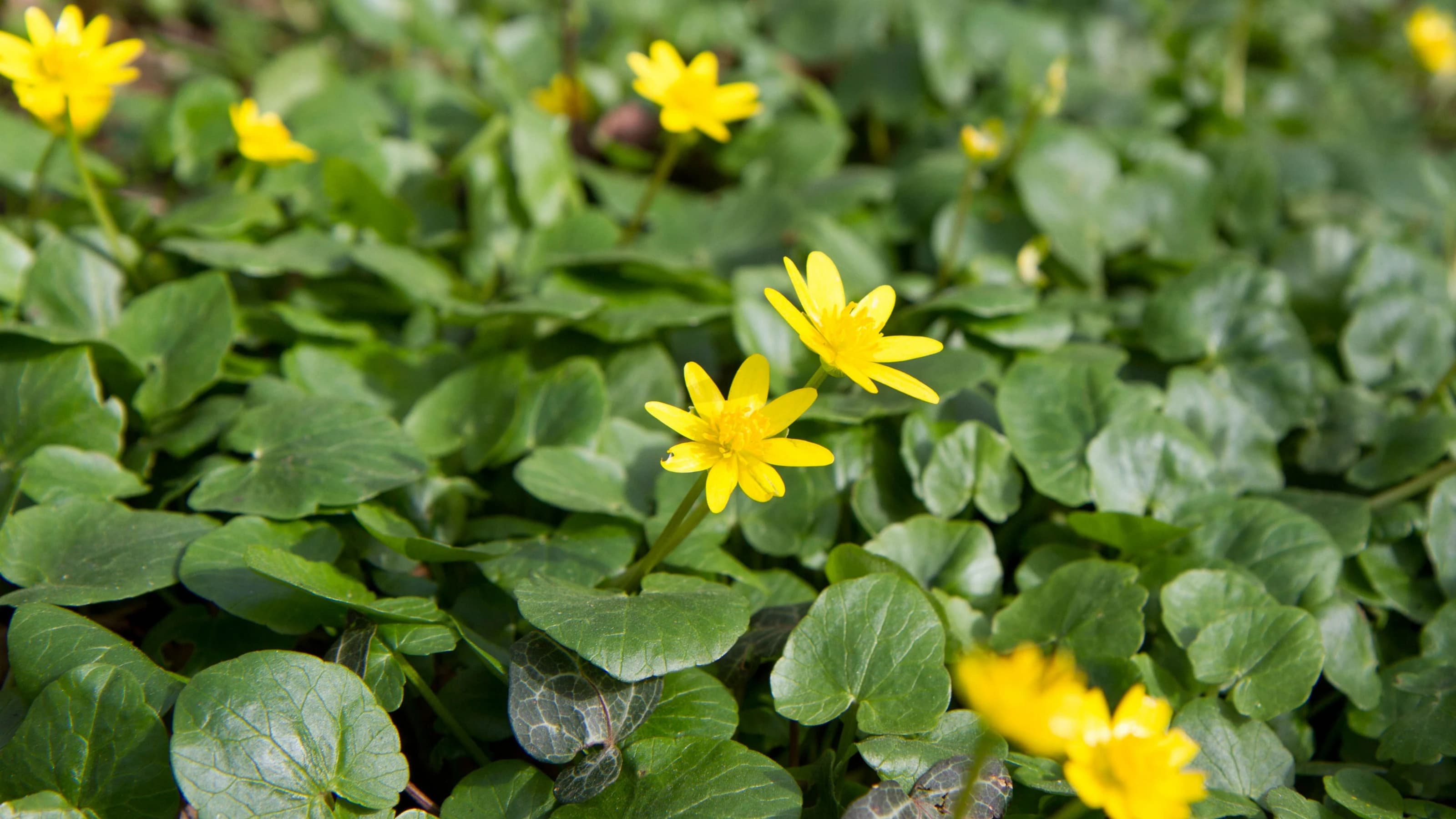 The lesser celandine or fig buttercup (Ficaria verna) blooming in spring
