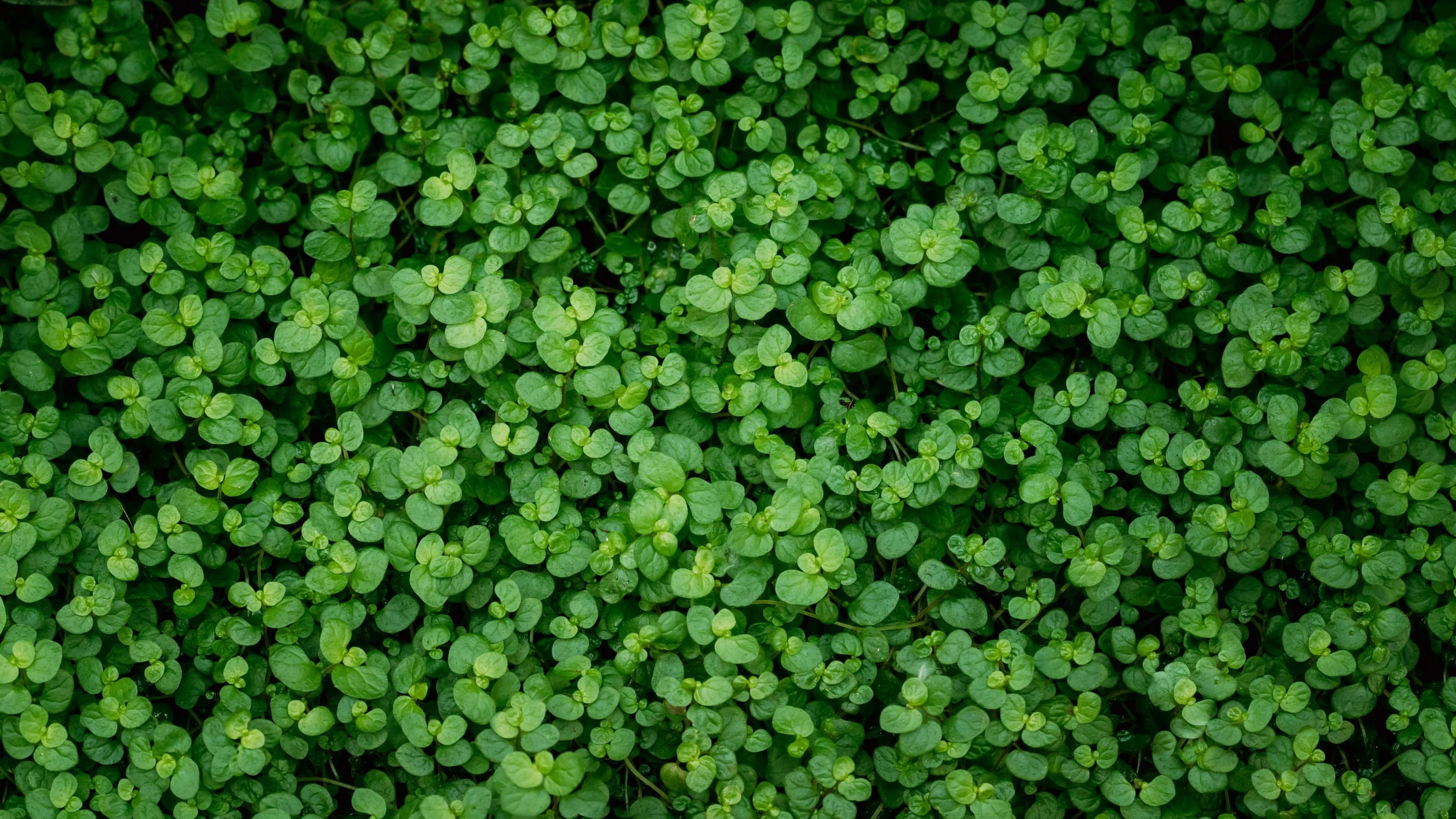 Green Leaves Of Soleirolia soleirolii In Botanical Garden.