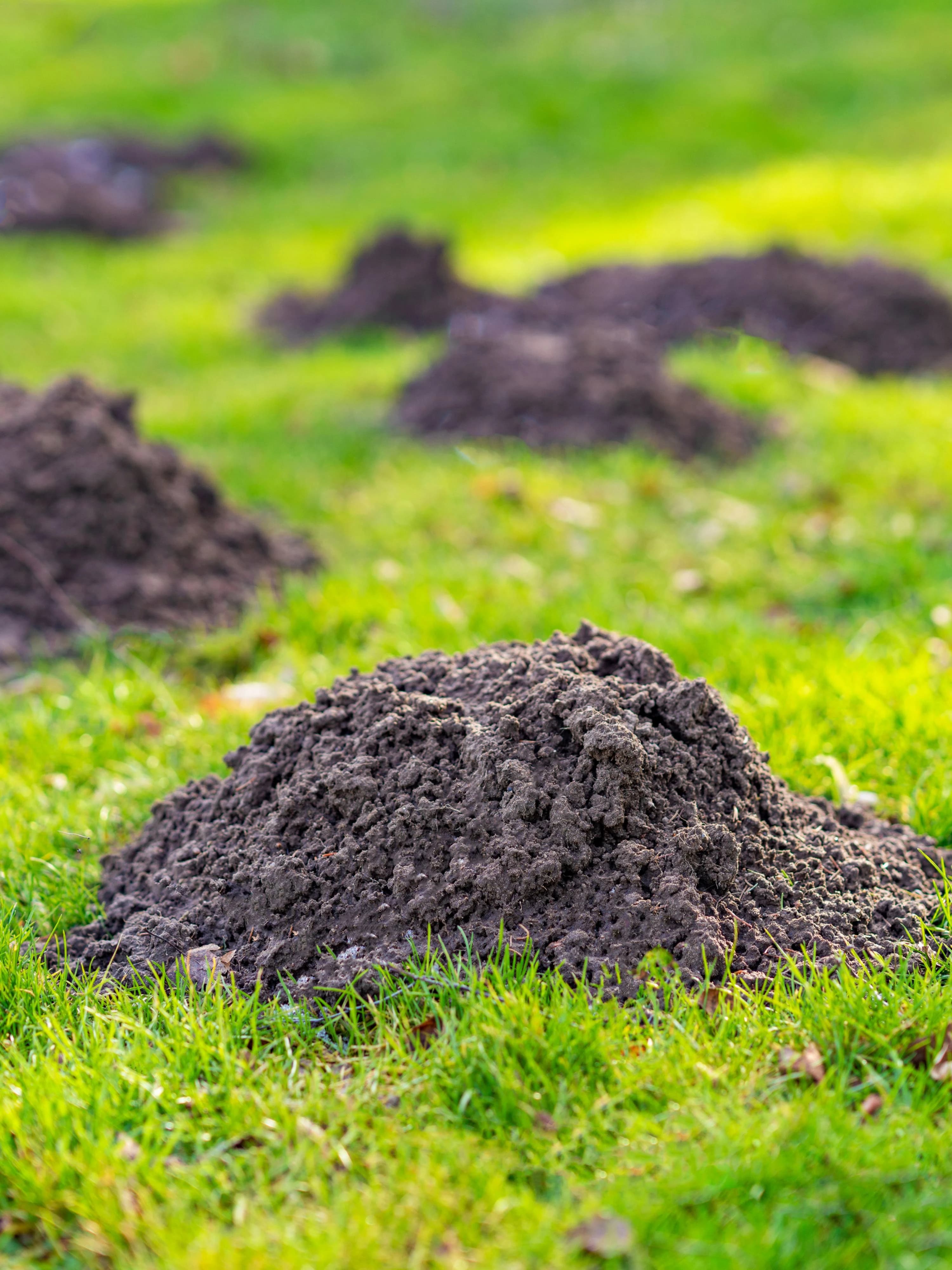 Image of a lawn with multiple mole hills