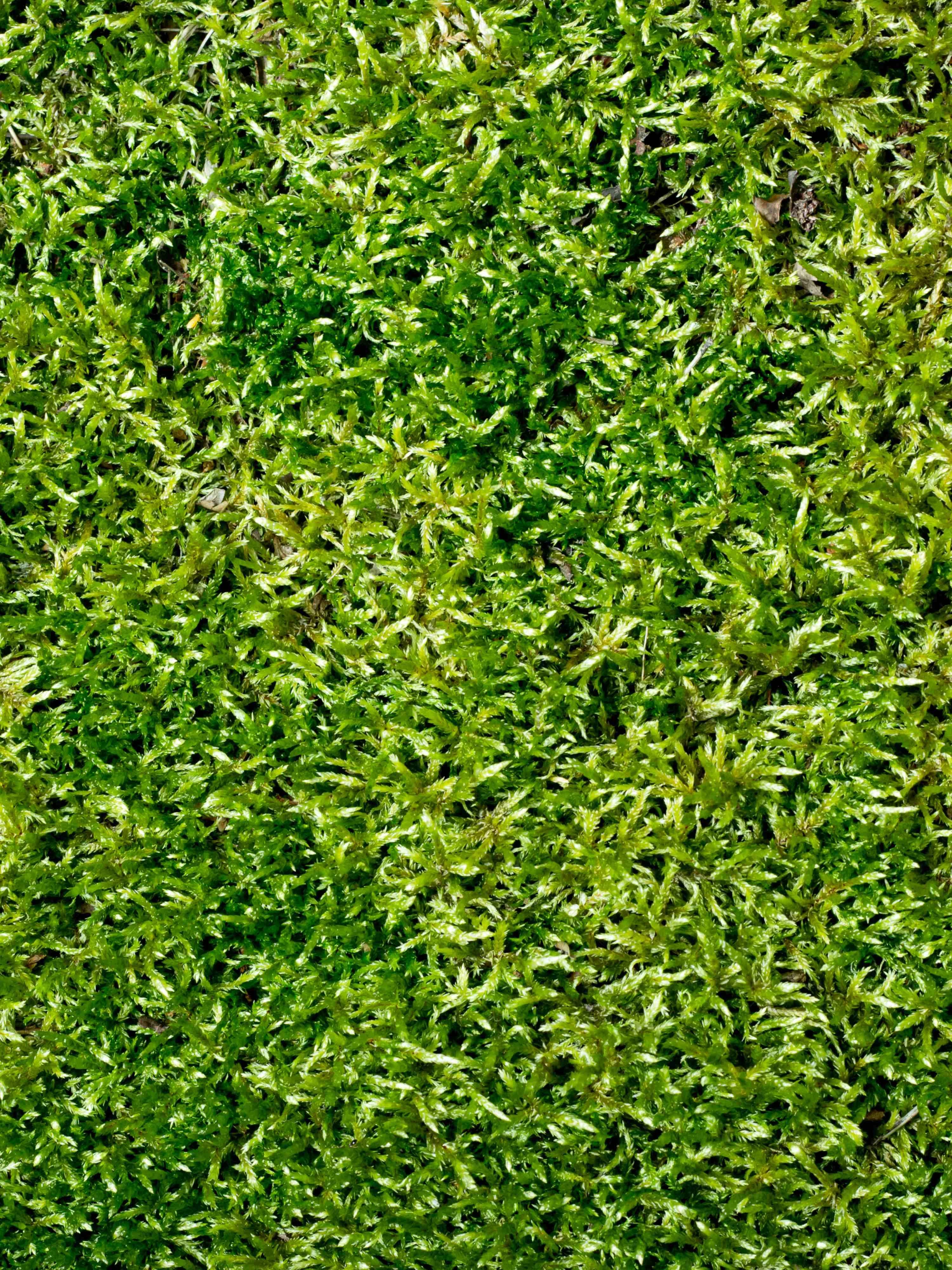 Close up of bright green moss