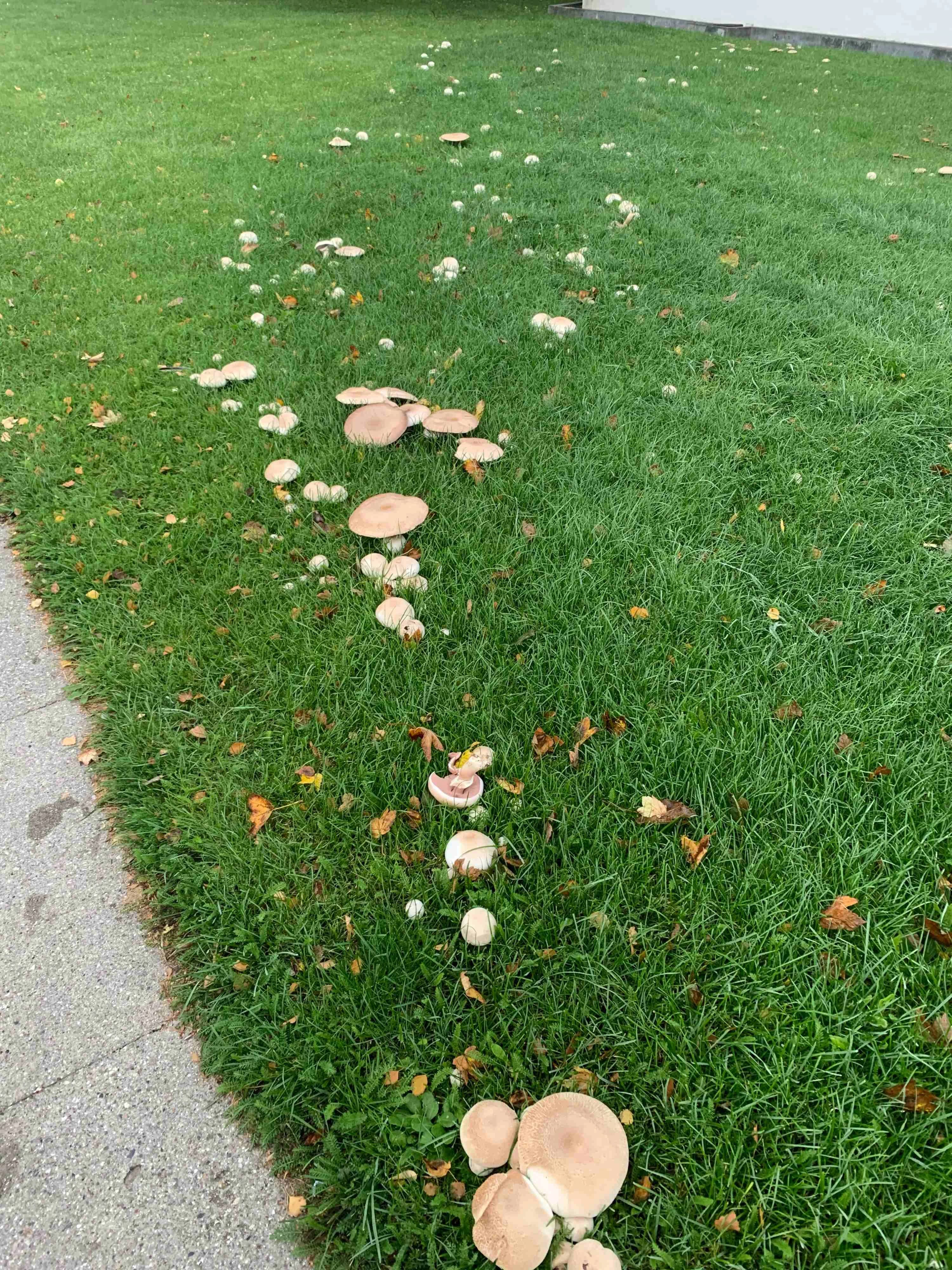 Fairy Ring of Wild Mushrooms Growing on Green Grass; a natural ring of wild mushrooms growing in a lush green lawn beside a walkway