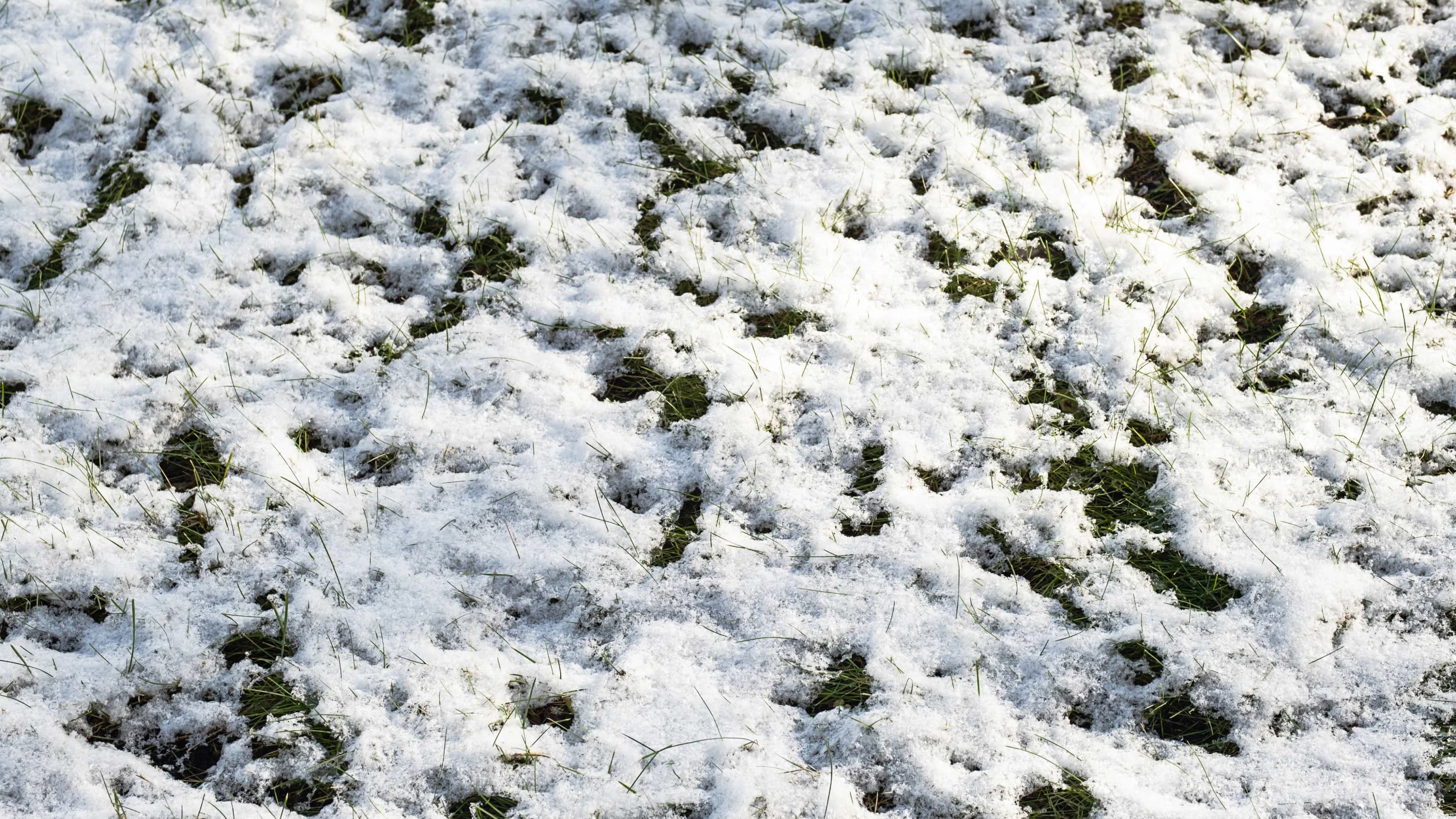 Green grass lawn covered with first snow in a natural pattern
