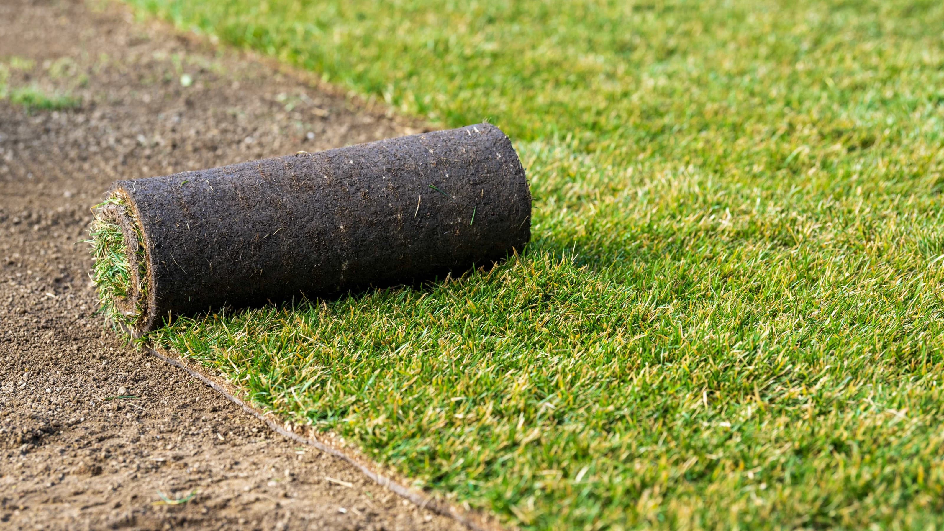 Roll of new turf beeing rolled out in the garden in spring time