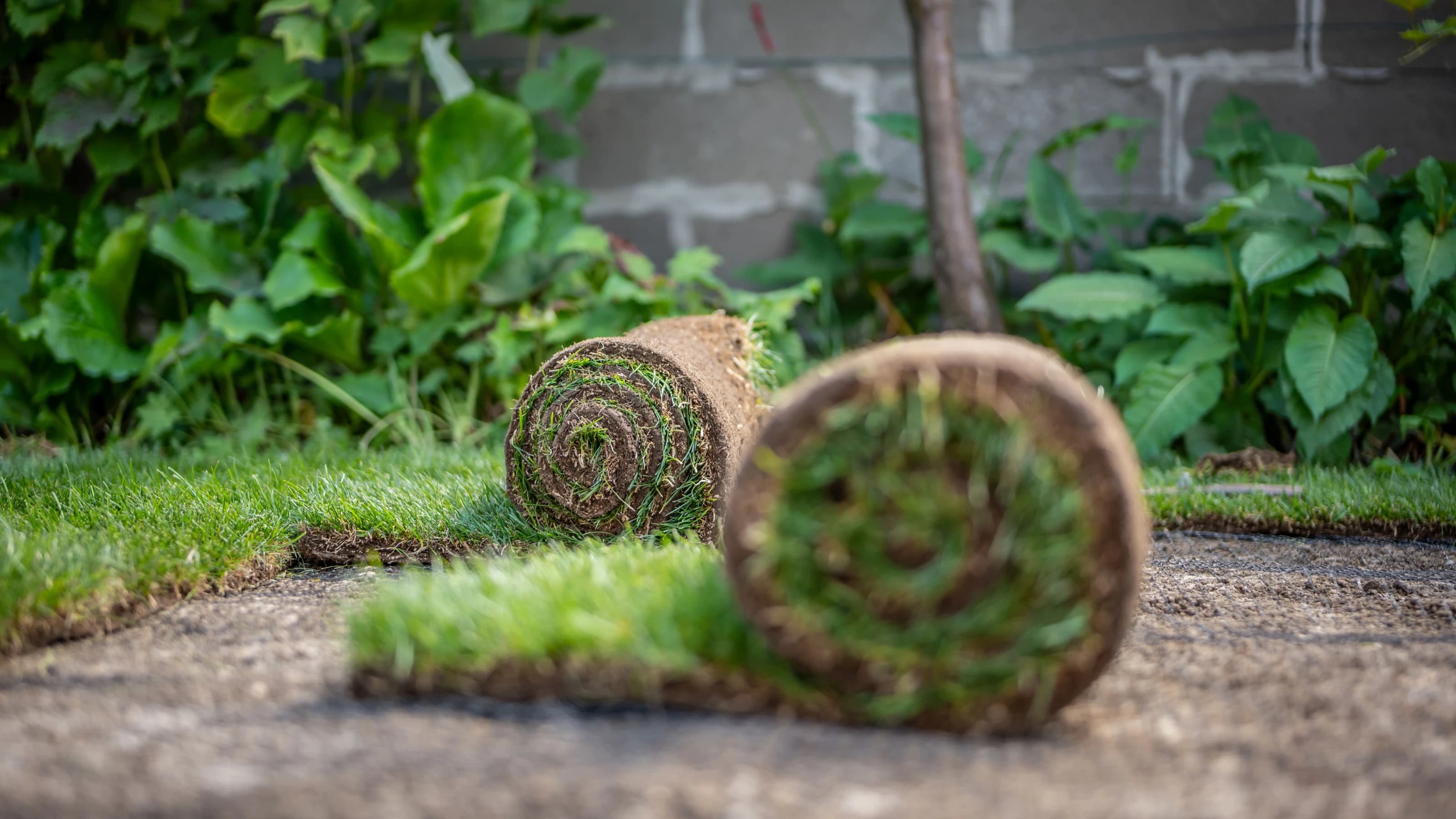 Rolls of turf, ready to be rolled out on to a lawn