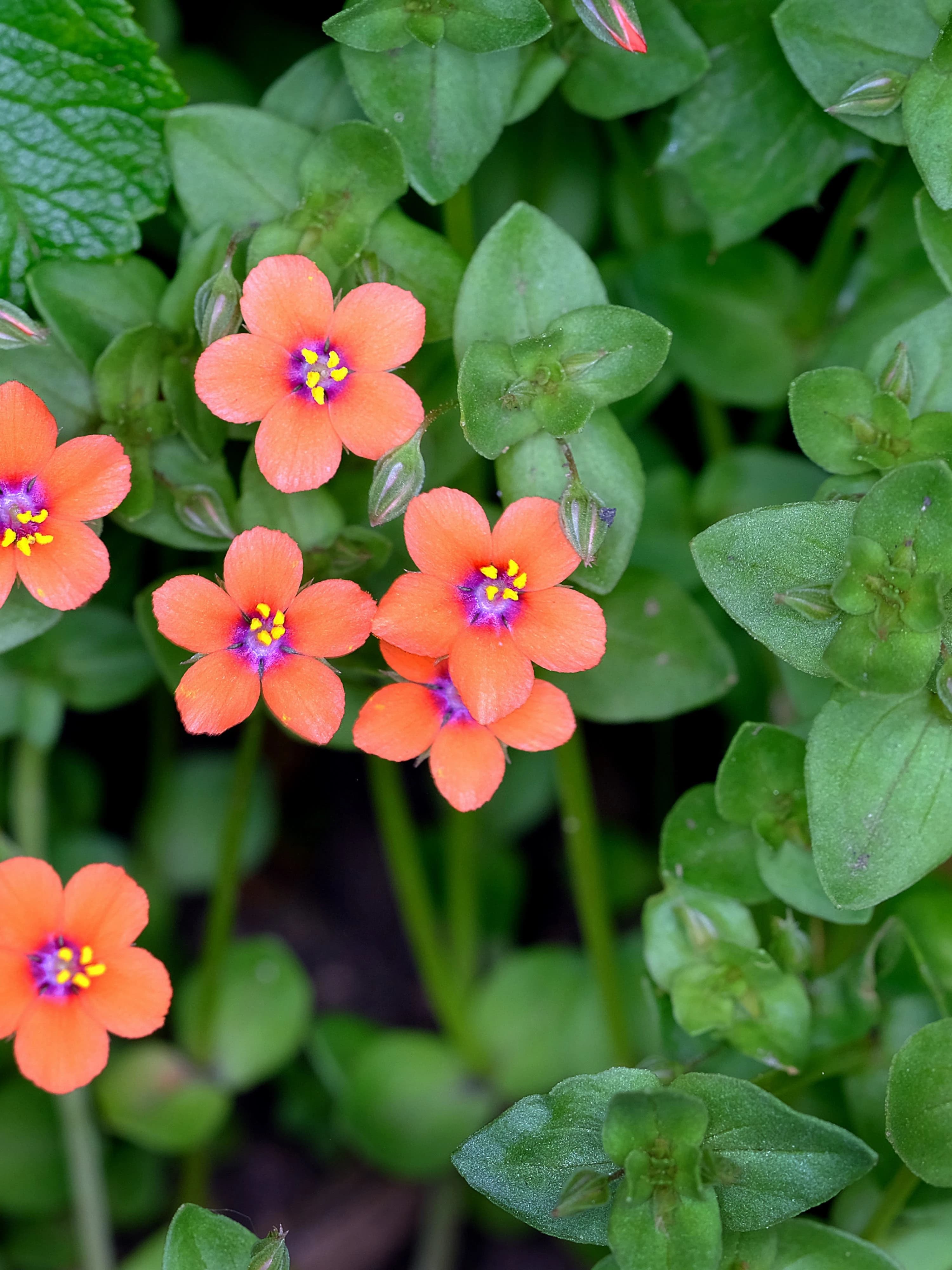 Close up image of the red flowers of the scarlet pimpernel