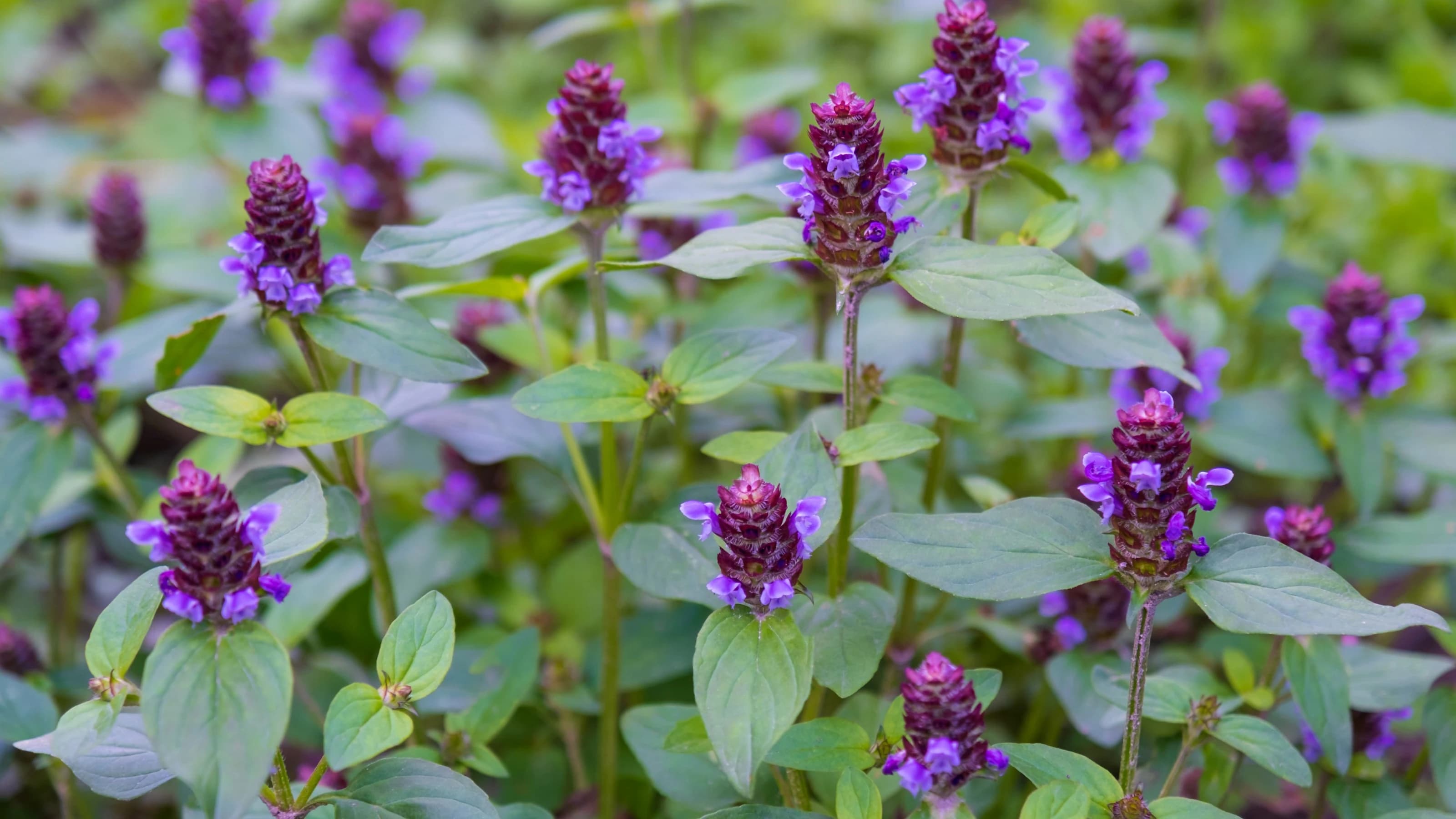 Picture of the purple flower heads of the Prunella Vulgaris