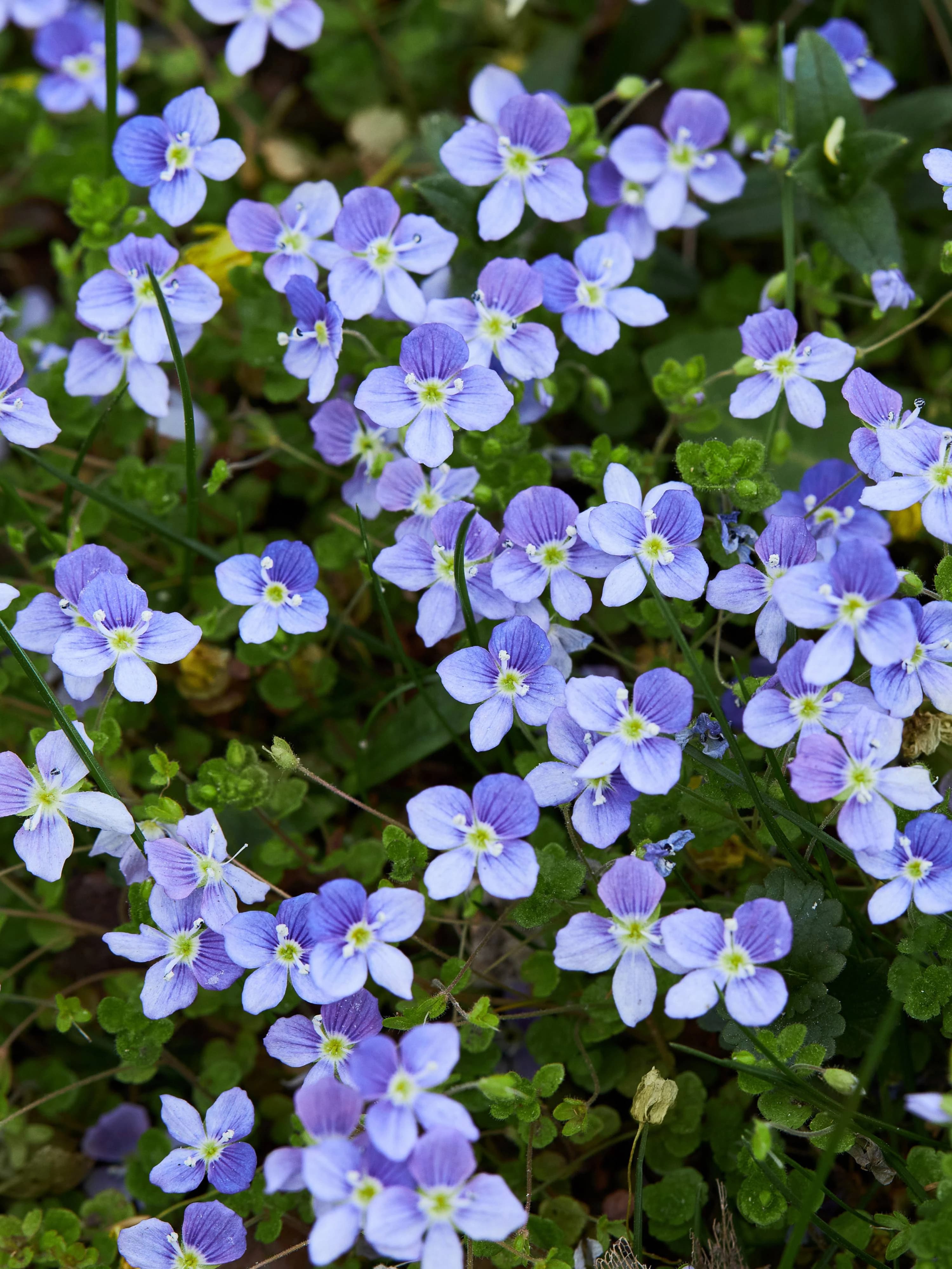 Plenty of small blue Veronica filiformis blooming and growing outdoors