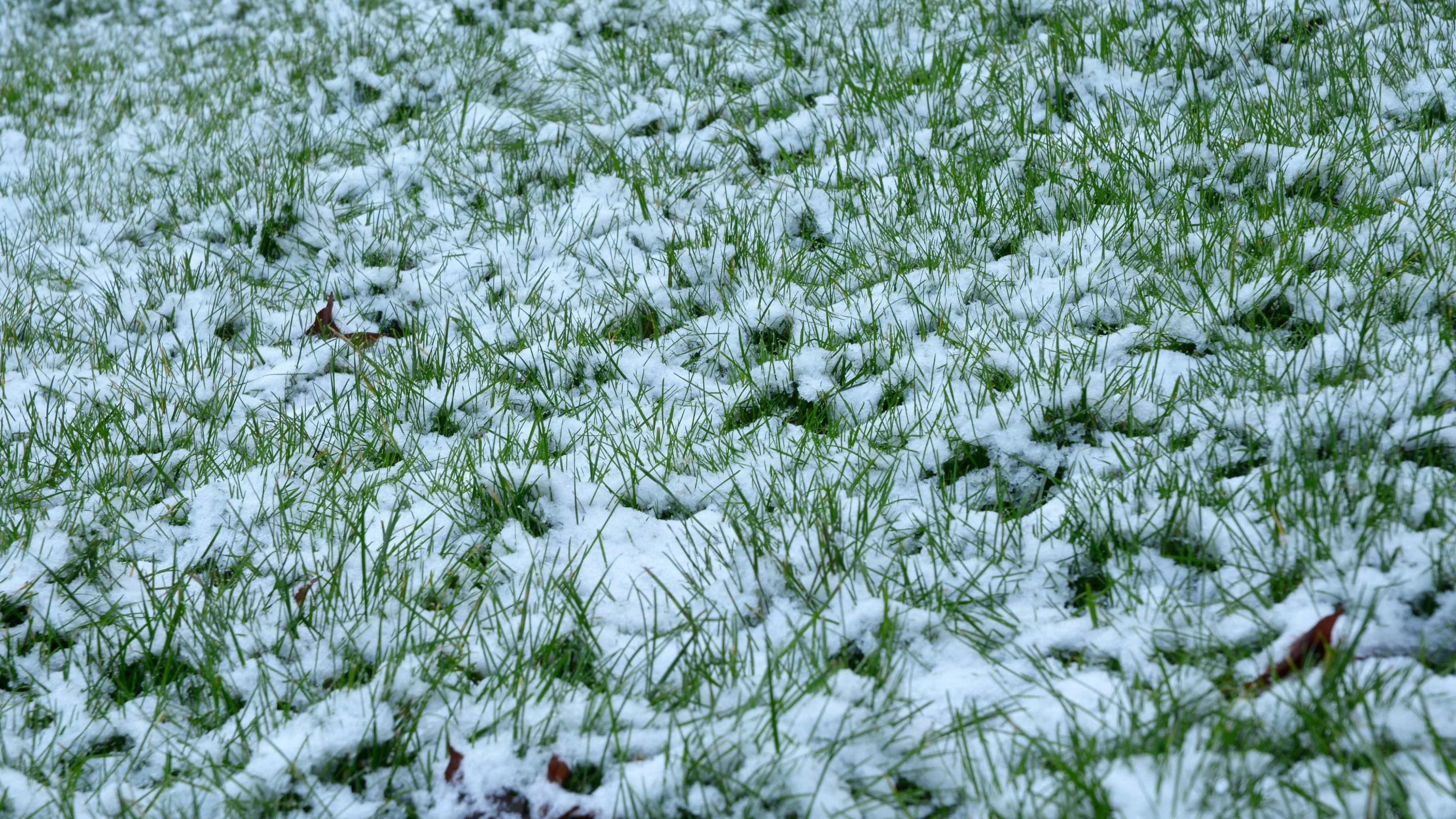 Close up of grass covered in snow that is partially melted