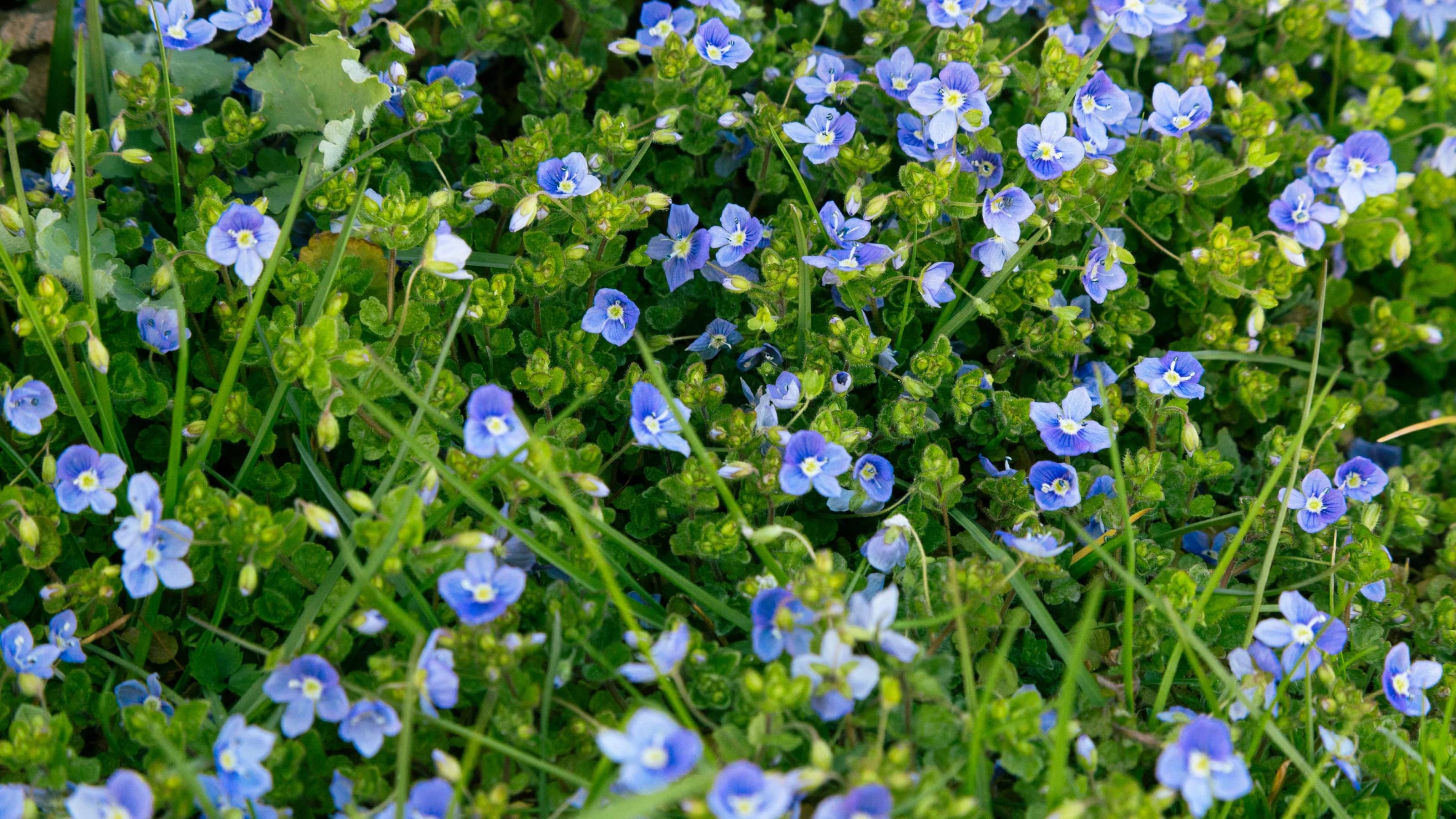 Blue slender speedwell (veronica filiformis) flowers in a garden in spring