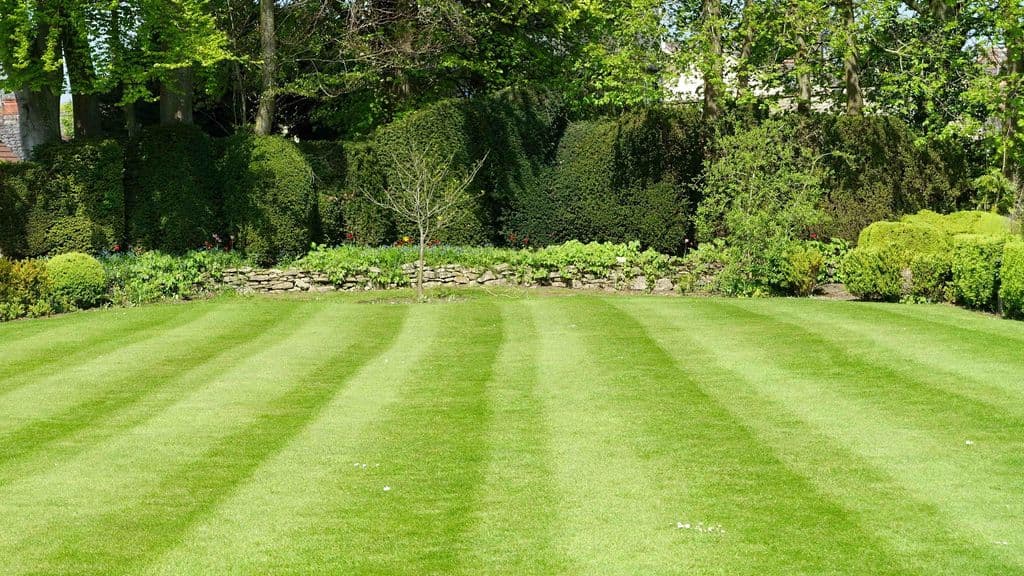 Summer Lawn Care Guide