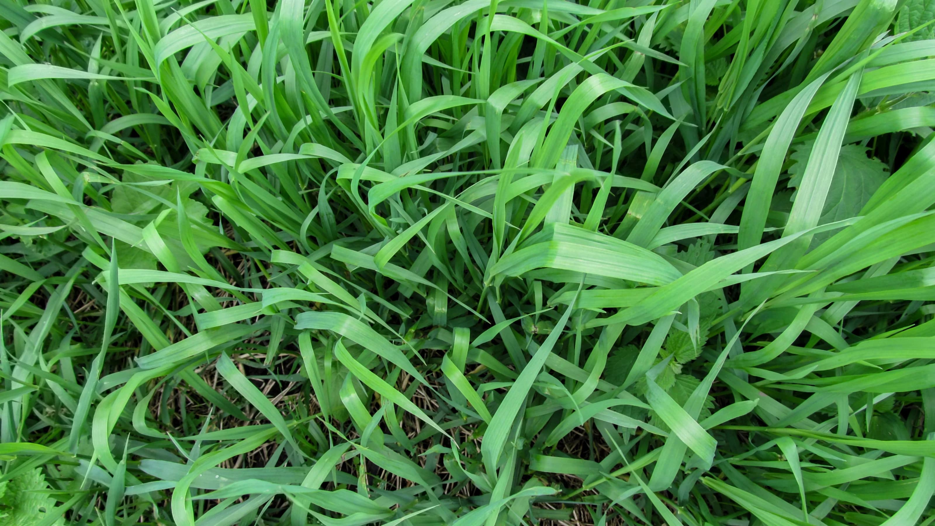 Herbaceous background of juicy high green couch grass close-up