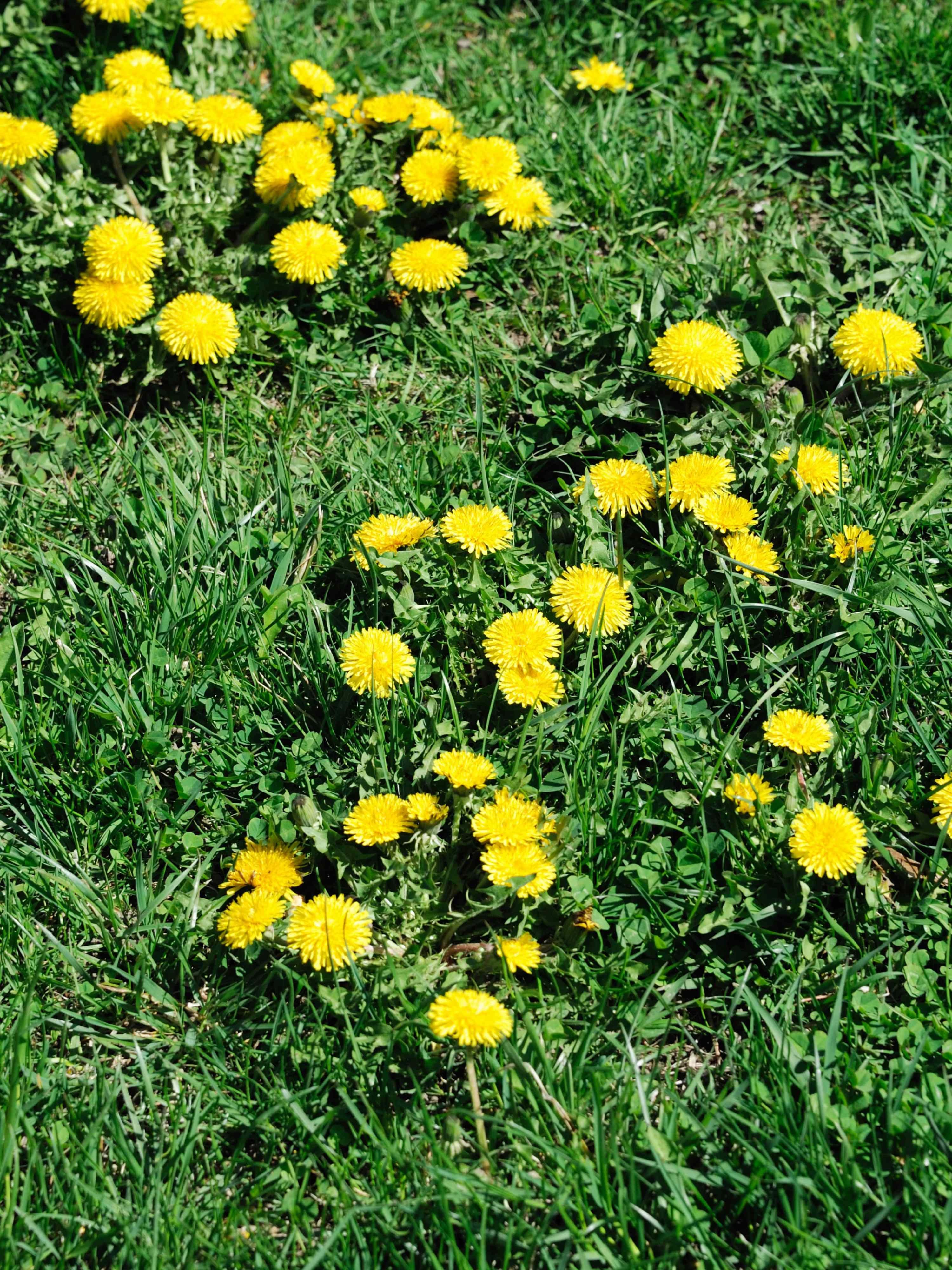 Close up of a lawn infested with dandelions