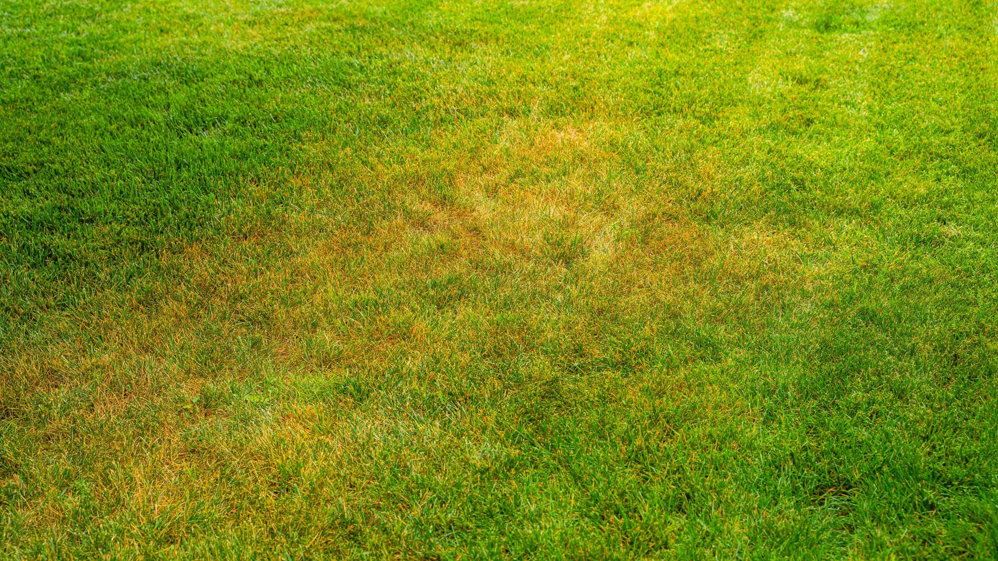 Yellowed lawn from insufficient nutrients